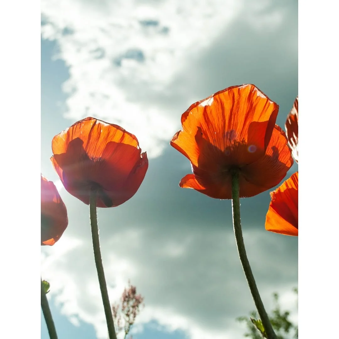🔴It&rsquo;s here!

TANTRA PROGRAM | AW 2025

// August 23rd online
Information Session | Why Tantra?

// September 7th in Amsterdam
Advanced Tantra Practice Session 

// September 19-21 in Amsterdam
Level One Tantra Training

// October 9-12 in De L