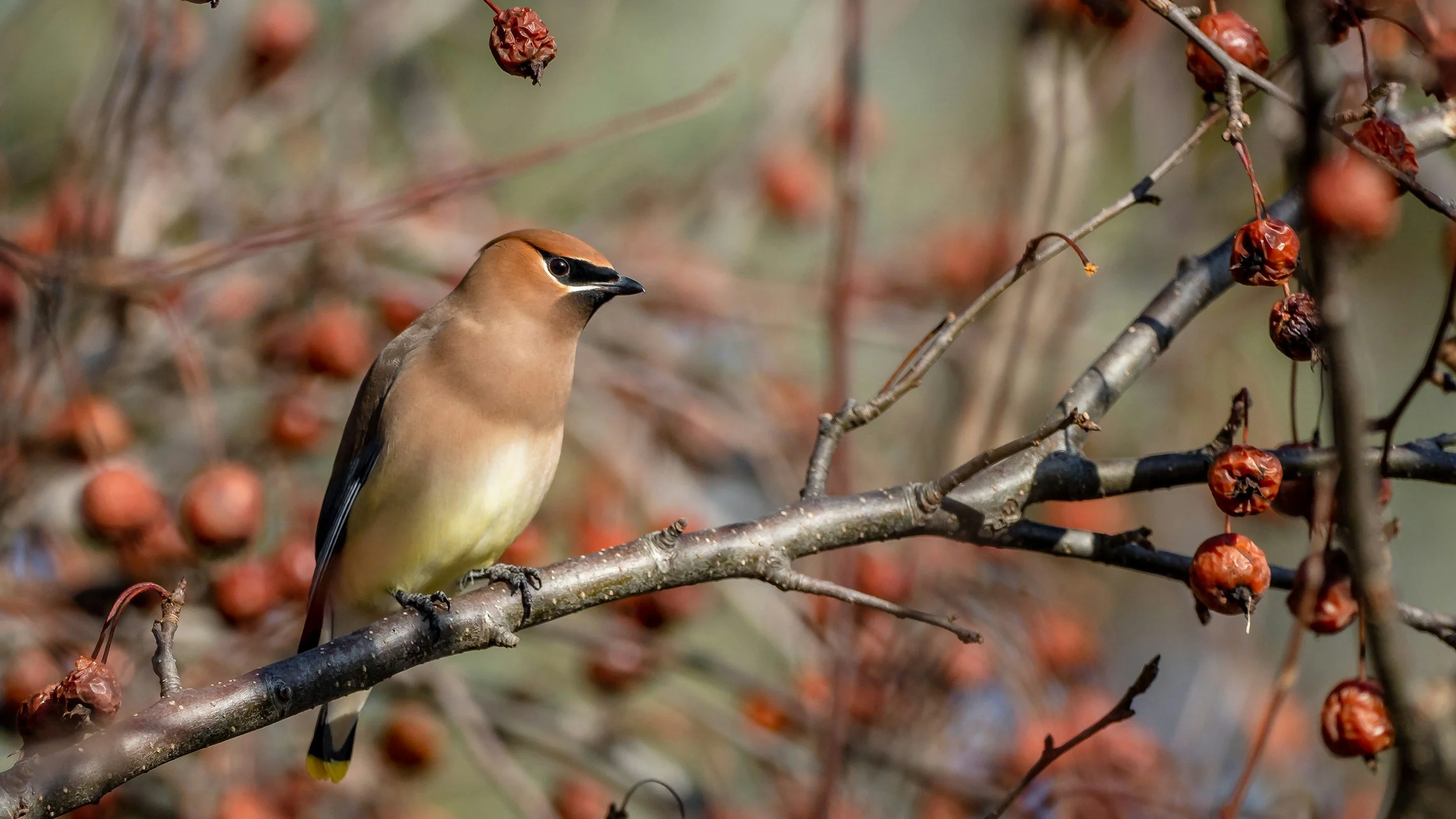 A cedar waxwing bird perched on a branch with clusters of dried red berries.