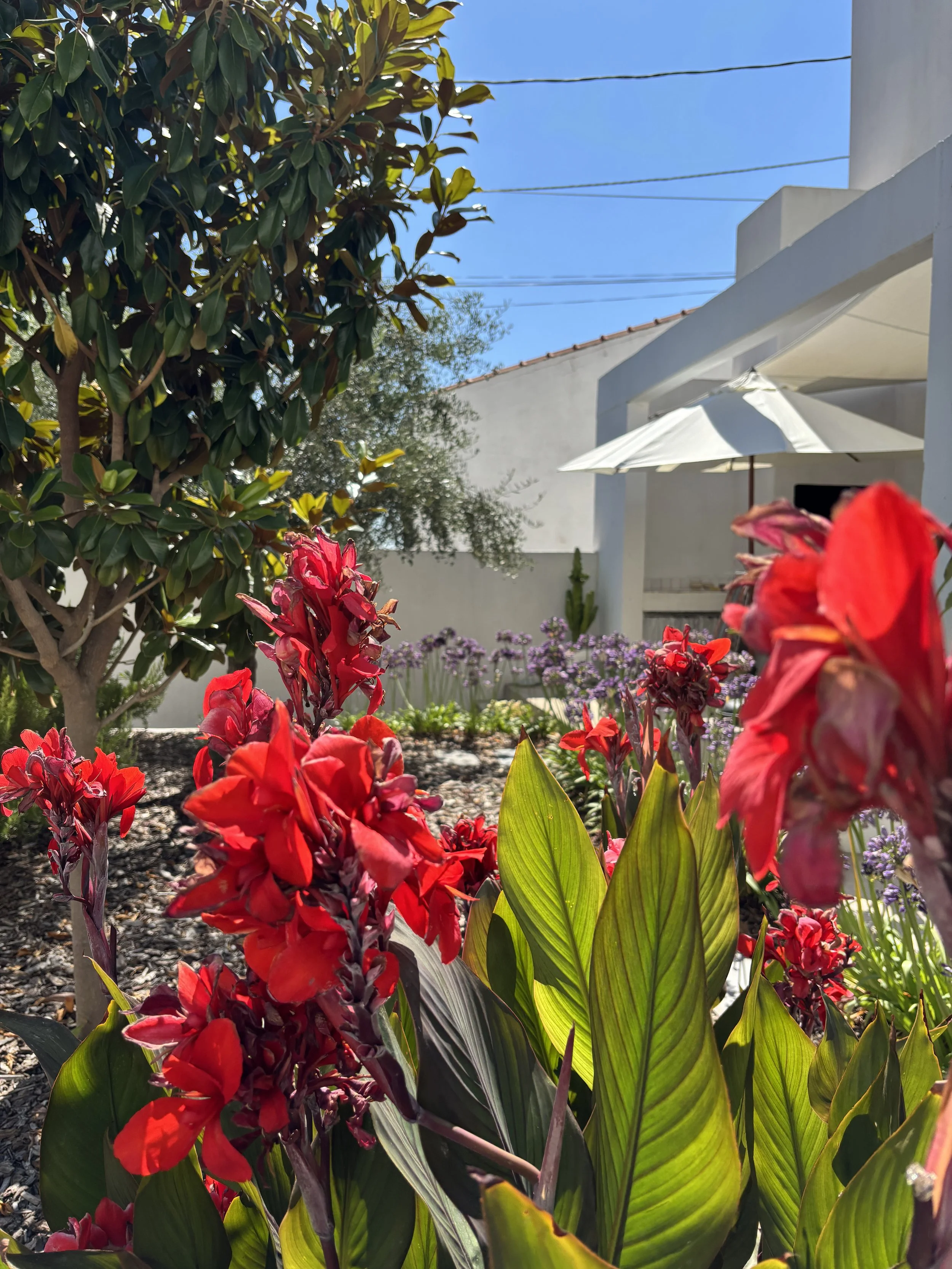 BZS_Jardin_03.JPG
