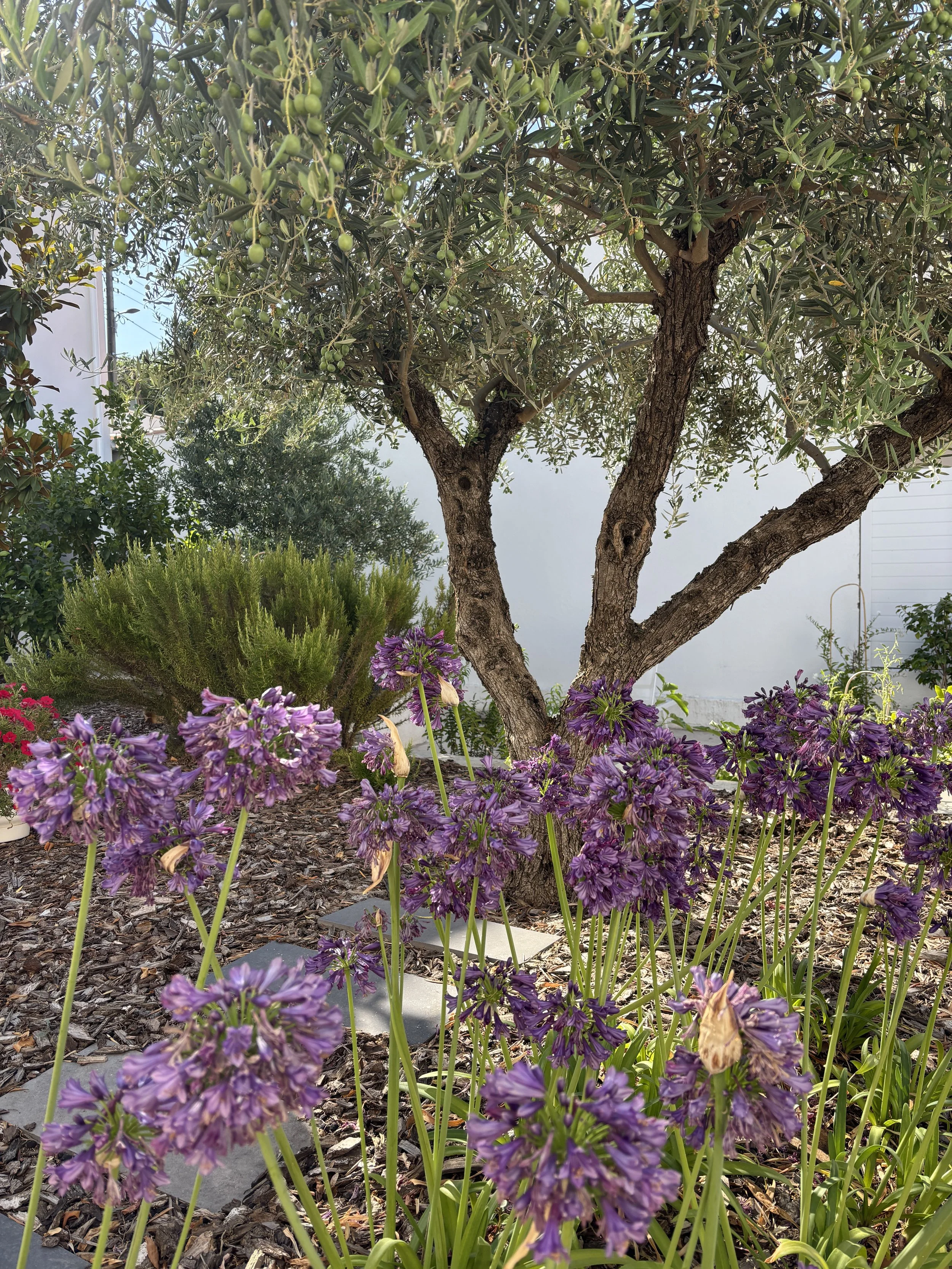 BZS_Jardin_07.JPG