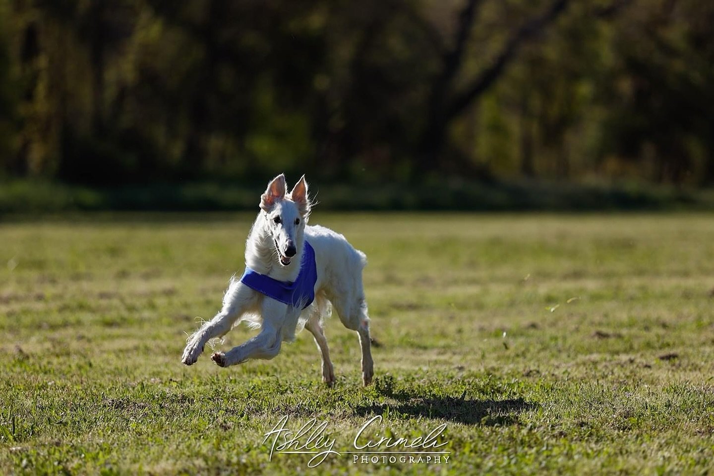 Zsa Zsa finishing up her QC run with ears flying high! 🐰

It was a loooong day yesterday and I think we&rsquo;re all still tired. I feel like crud and my voice is struggling 😅. But the dogs had a really wonderful time running, the weather was very 