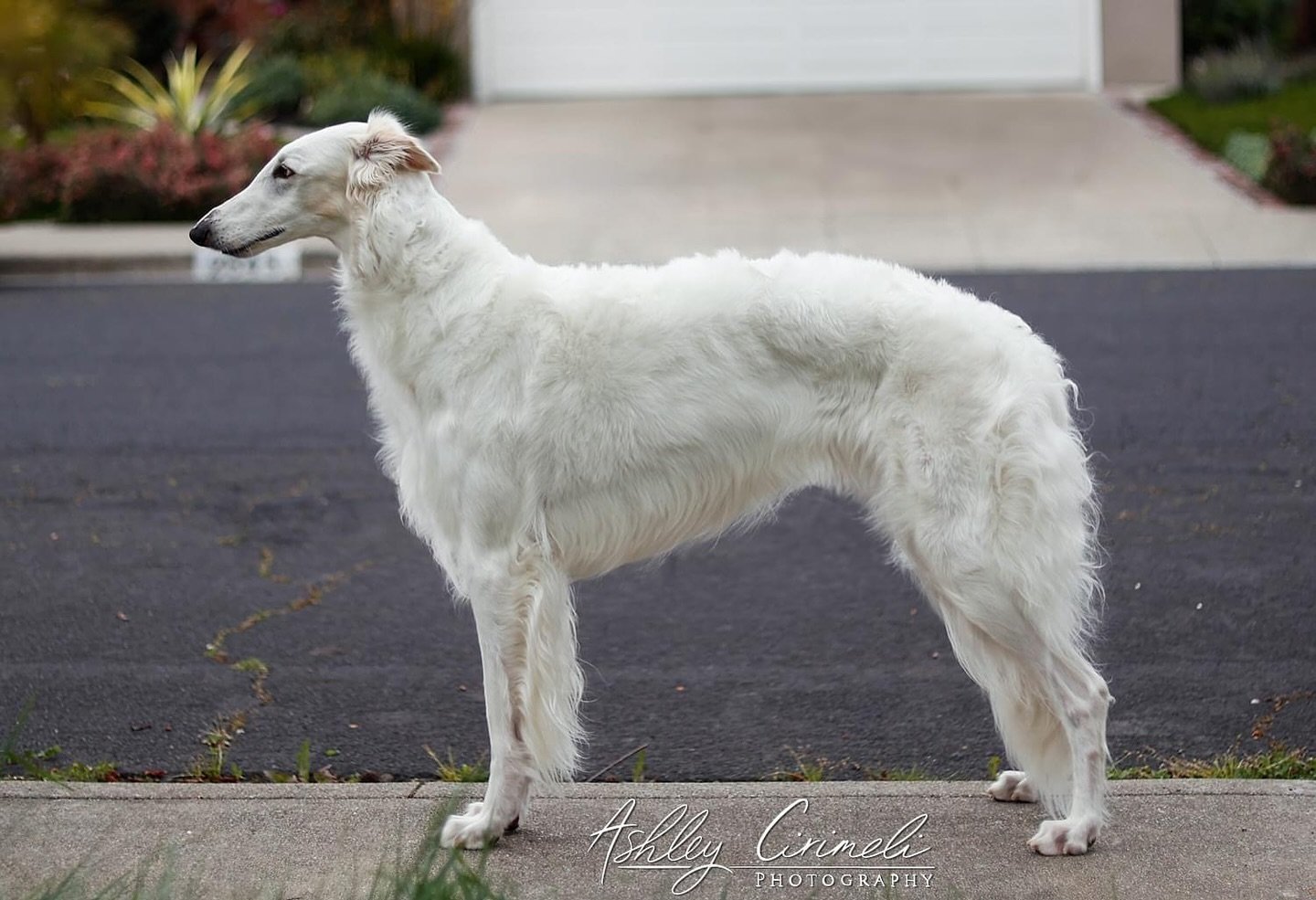 Zsa Zsa looking so grown up! She&rsquo;s visiting for the weekend so I can get her QC for lure coursing, which will allow me to run her at the borzoi national specialty. I&rsquo;m confident she&rsquo;ll qualify but fingers crossed none the less 😁

I