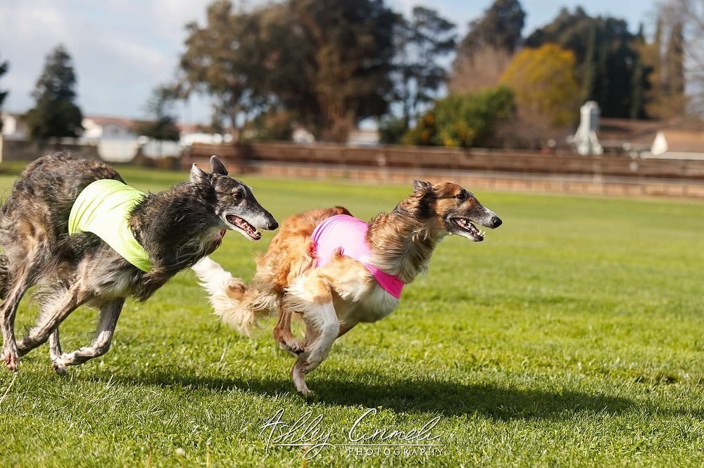 Dune and Fig at a lure coursing trial yesterday! They were the only entry in borzoi but ran well and had a lovely time. Dune went Best of Breed for his first lure coursing point. It&rsquo;s pretty hard to build majors in borzoi for lure coursing in n