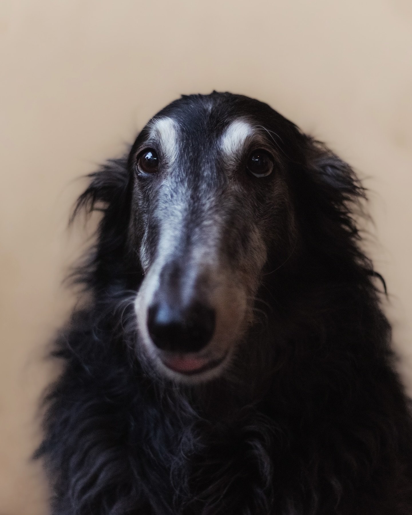 Bandit is TEN YEARS OLD today!! 🎂 

He was my very first borzoi, and was the gateway into so many major life altering things. Hundreds of friendships, photography, competitive dog things, and so much of my art is based on this dog right here. He int