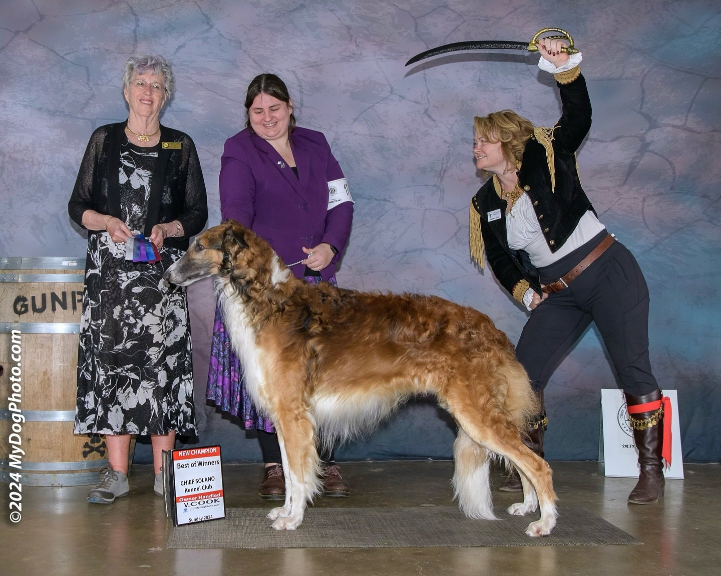 ✨New Champion✨ 
Mister Dune from the Sea Shanties litter finished in style going BOW and BOBOH under judge Ms. Sharol Candace Way at the Salty Dog cluster&mdash; a pirate themed dog show! So fitting!

Pending AKC confirmation, Dune is now
CH Satara R