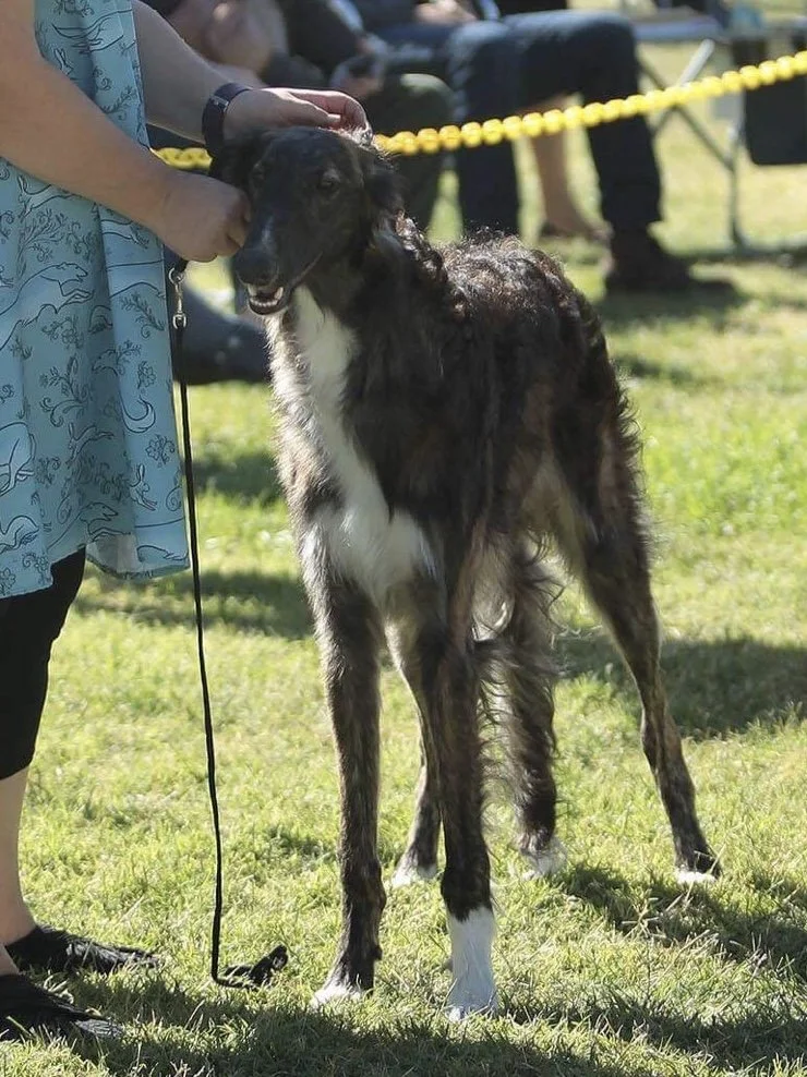 Exercising a Borzoi Puppy — Rezance Borzoi