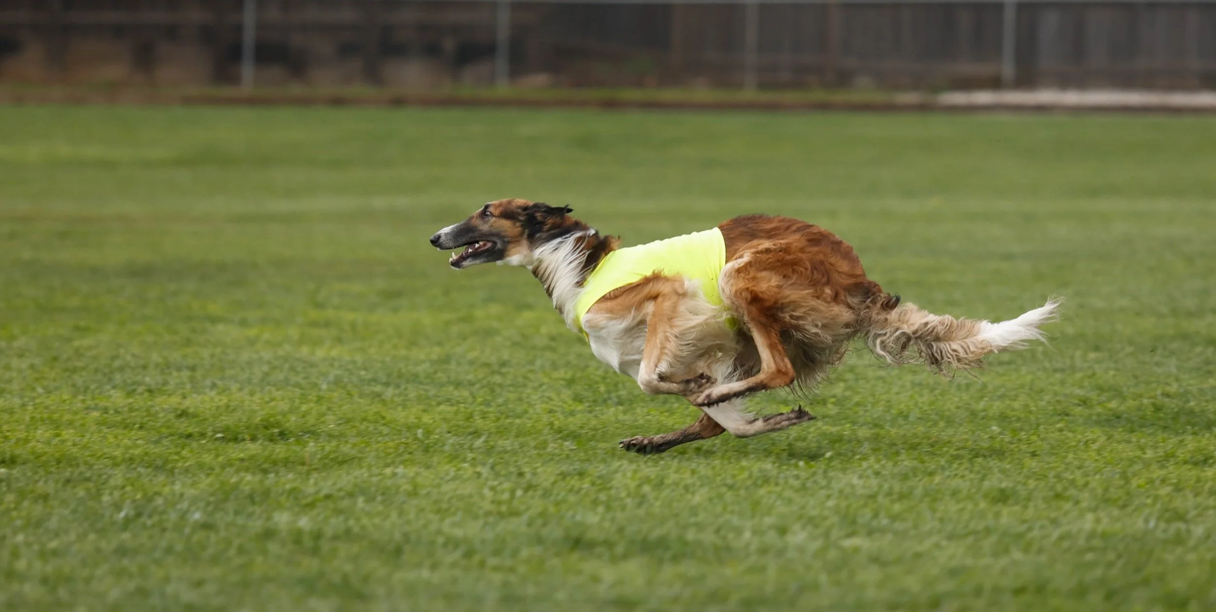 Dune — Rezance Borzoi