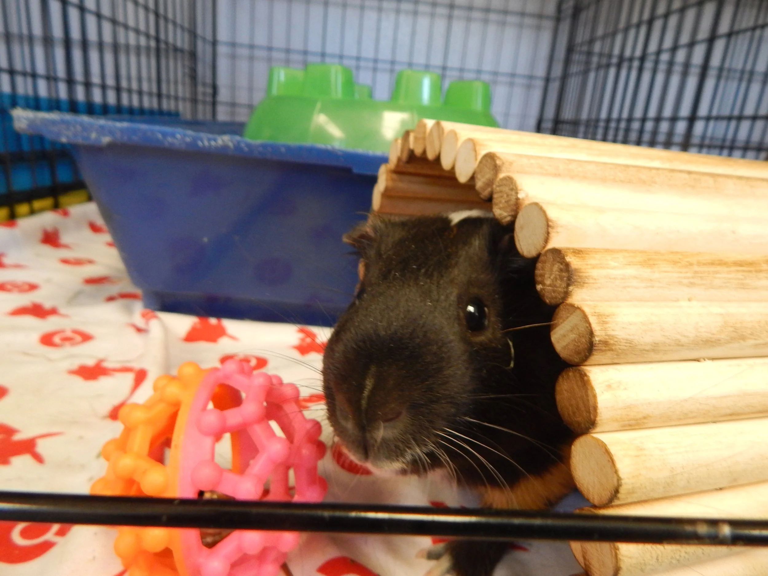 Musings from the Smalls Room by Rudy