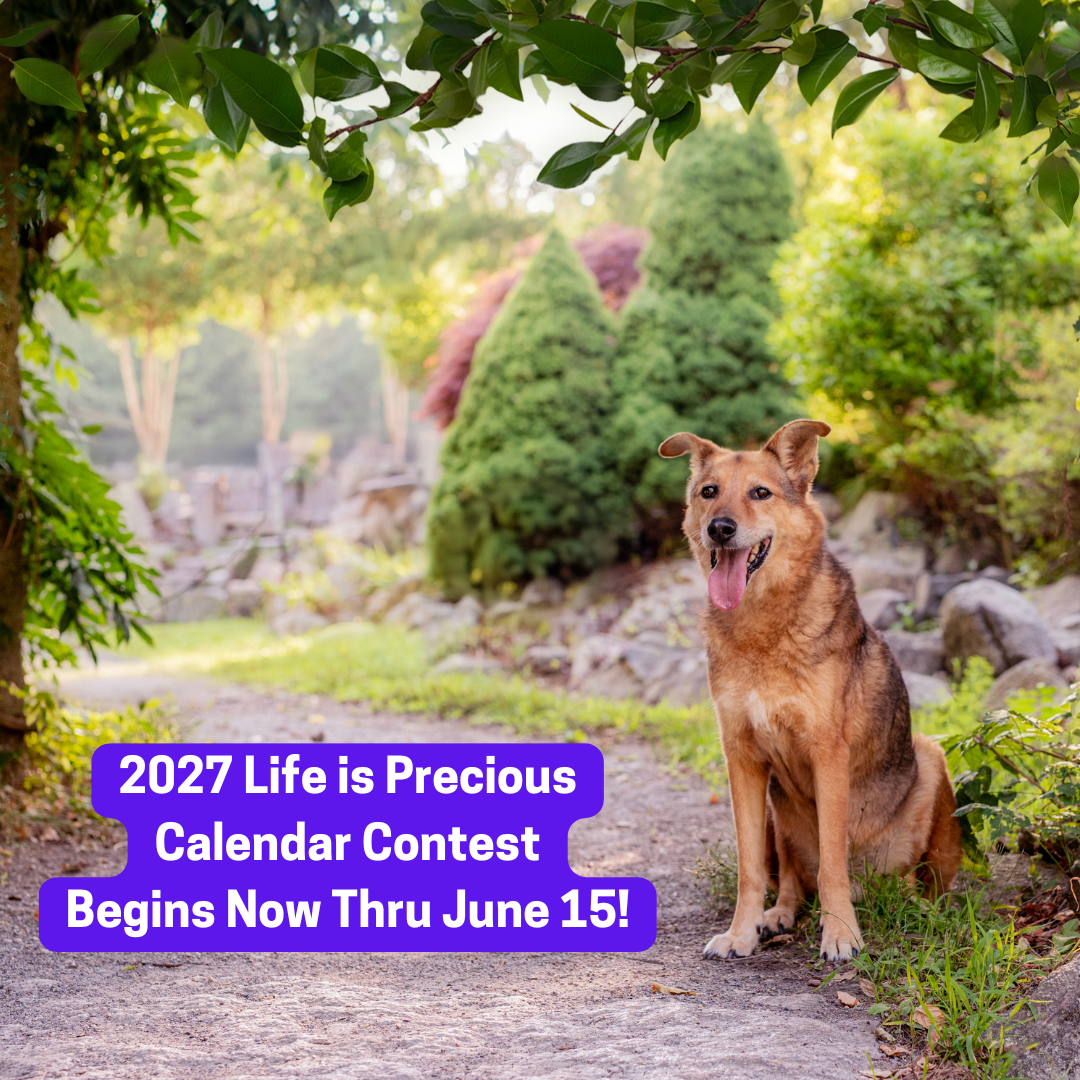 Life is Precious Calendar Contest