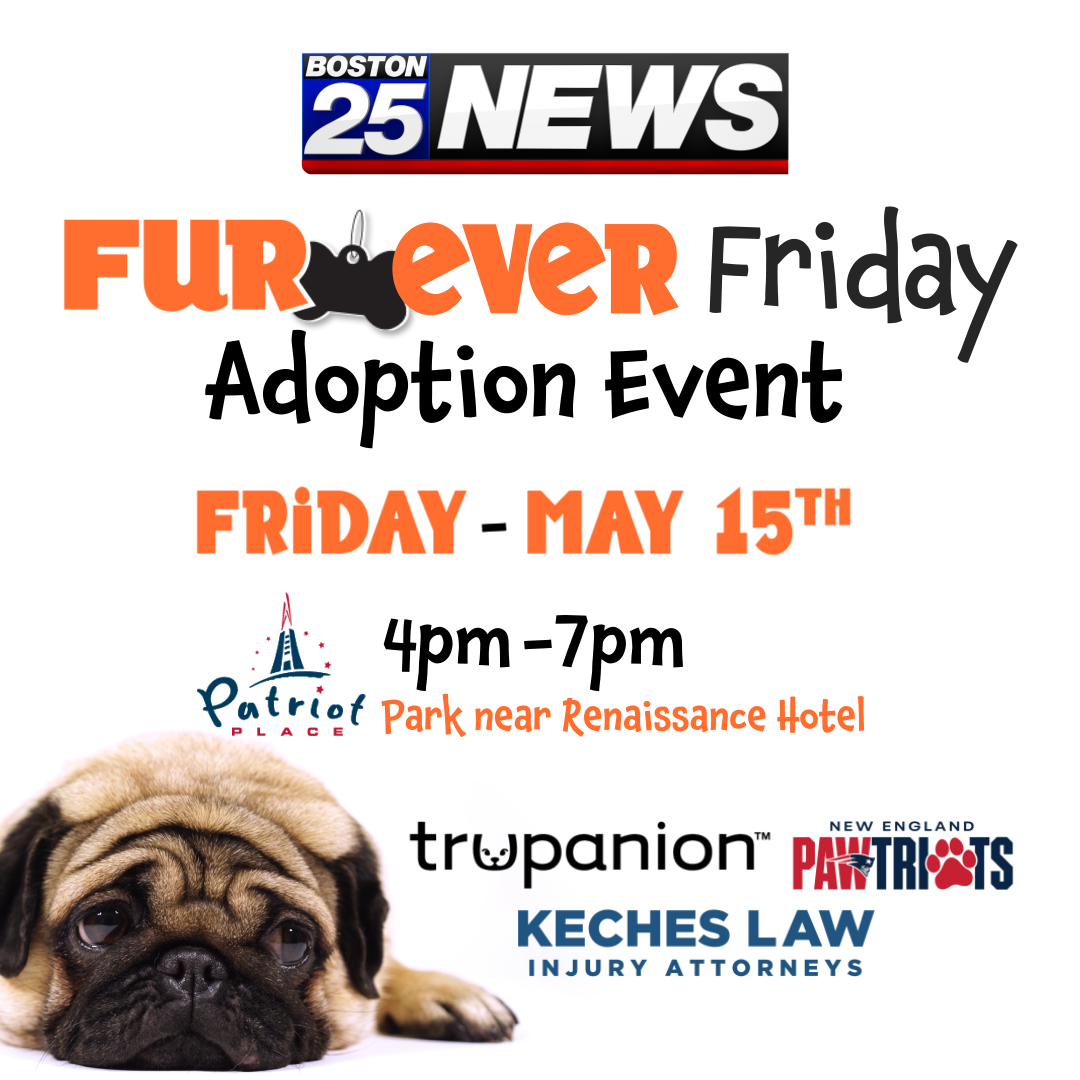 Furever Friday Adoption Event at Patriots Place 🐾 (Hosted by Boston 25 News)