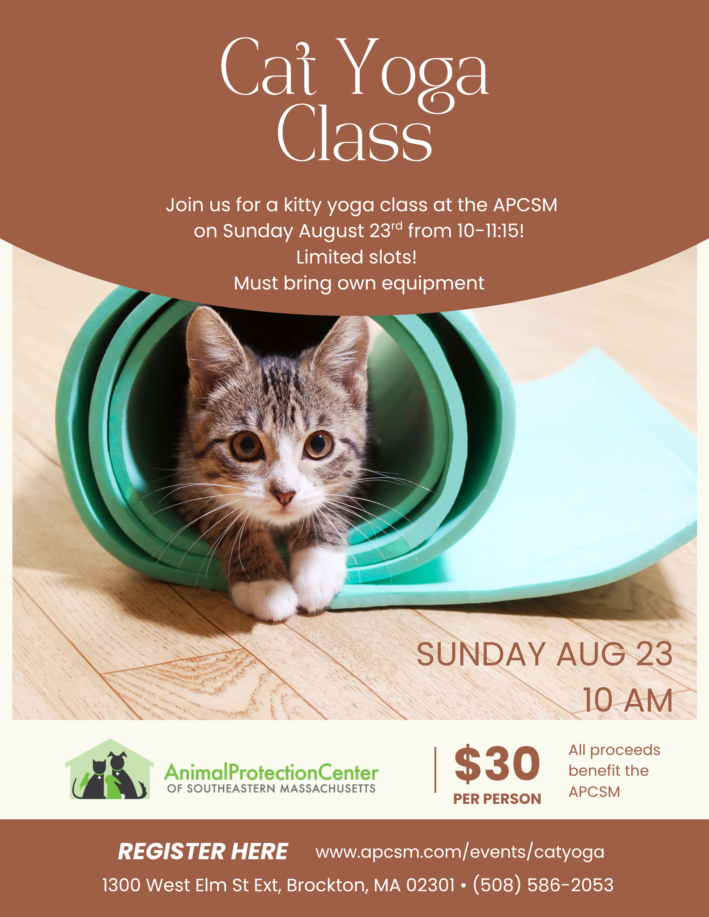 Cat Yoga Class at APCSM