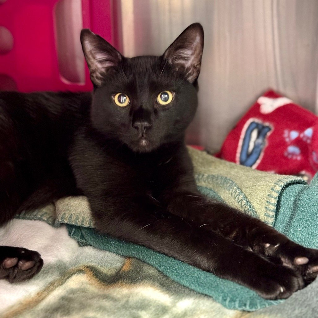 Hamtaro ELM-A-5735.jpeg