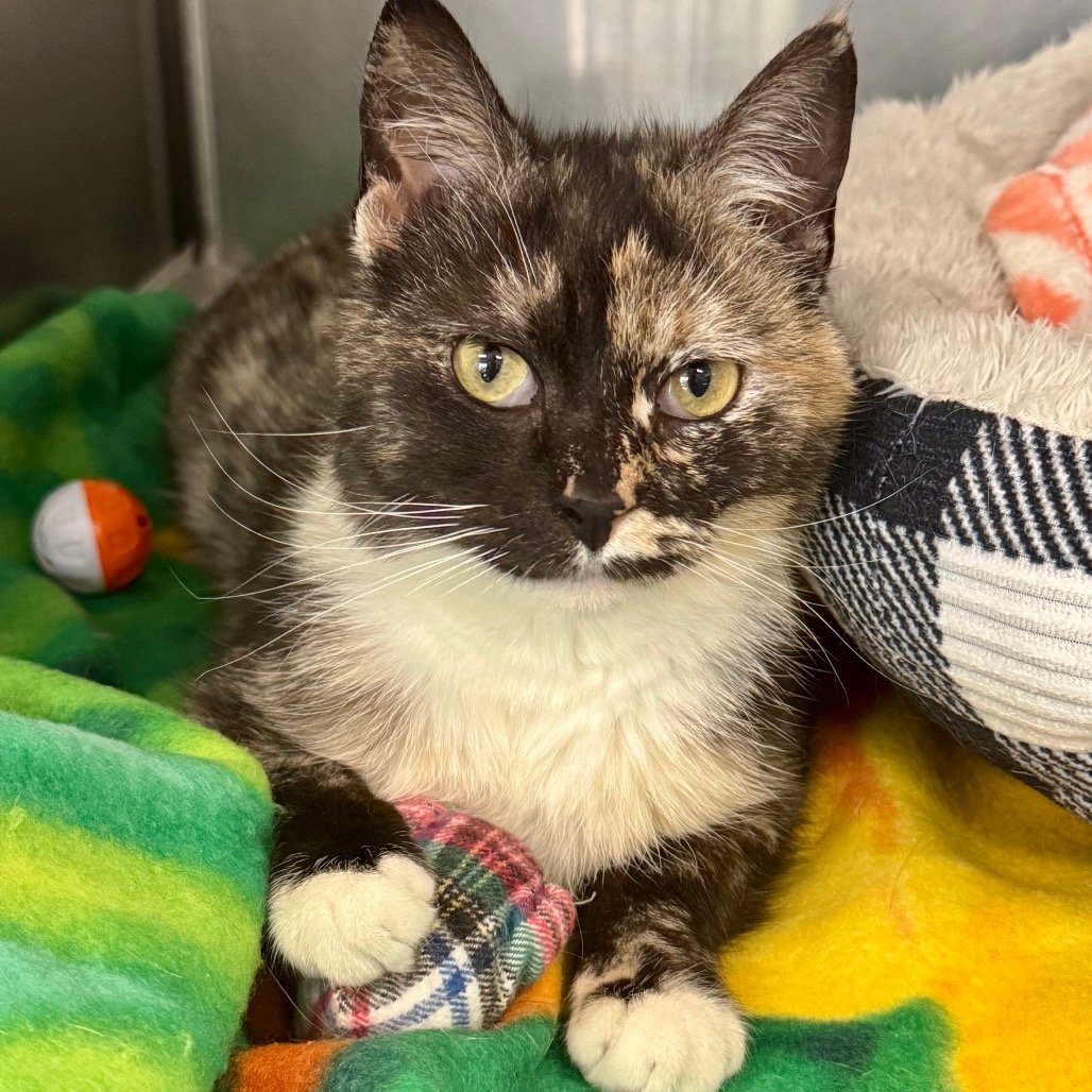 Millie ELM-A-5582  .jpeg