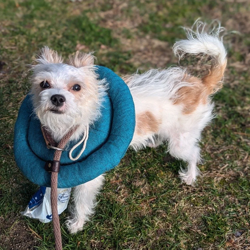 Spicy ELM-A-5589.jpg