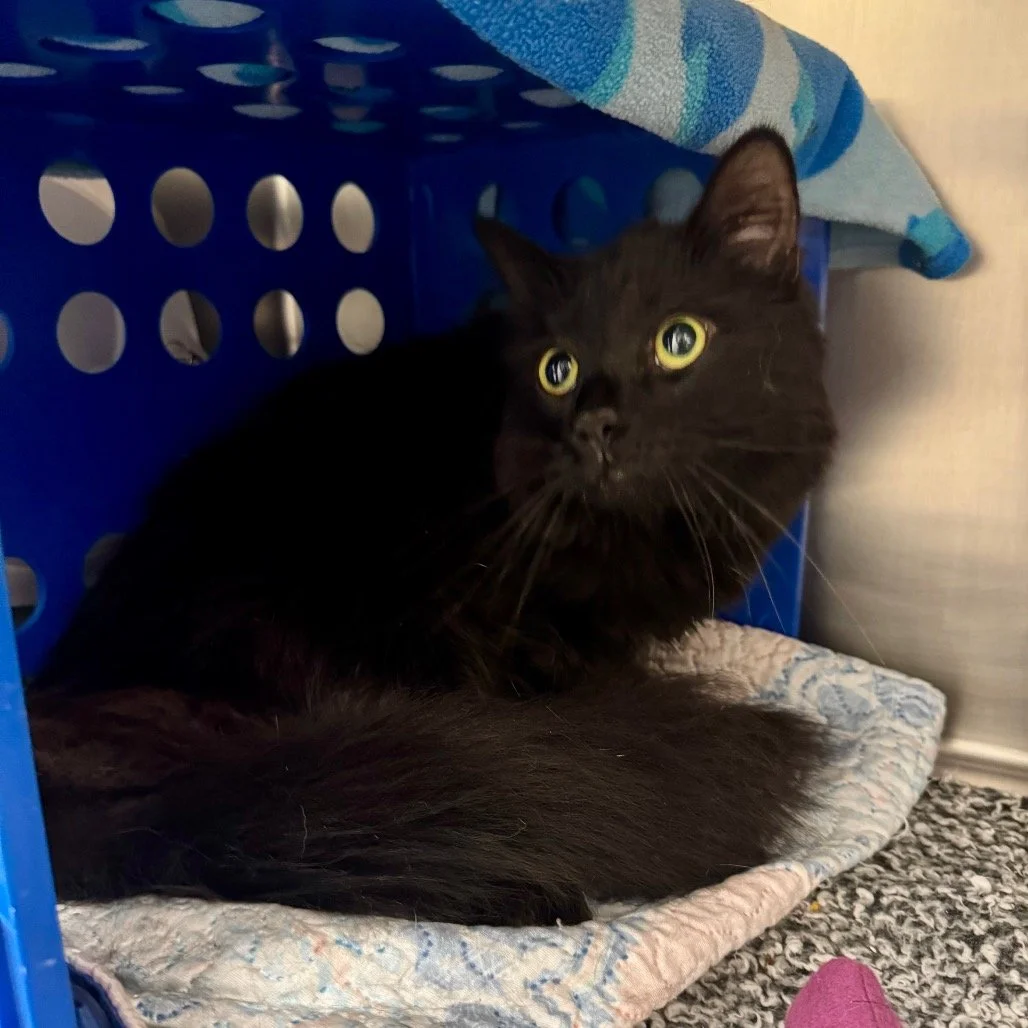 Preto ELM-A-5656.jpeg