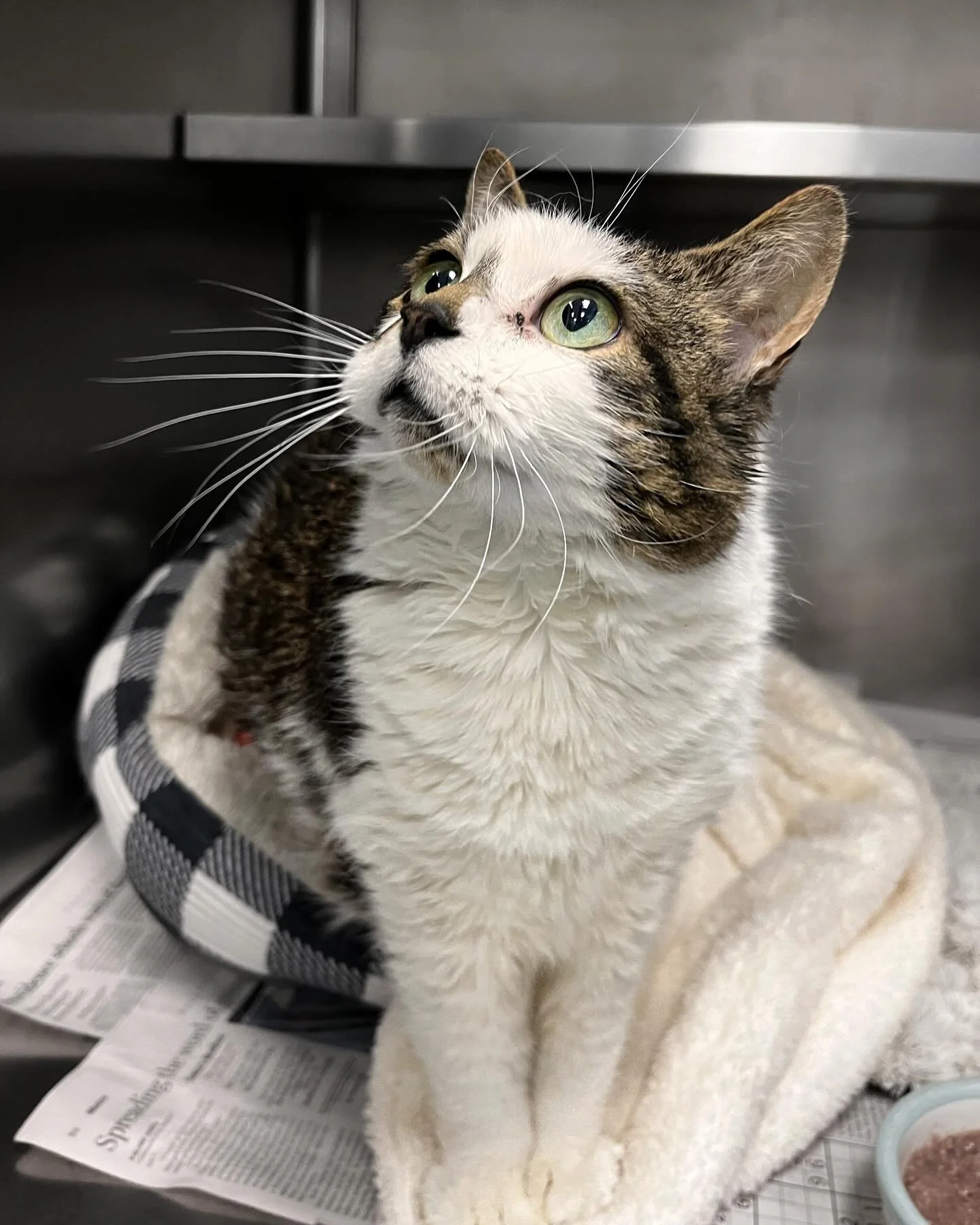 roxanne A0057639184.jpg