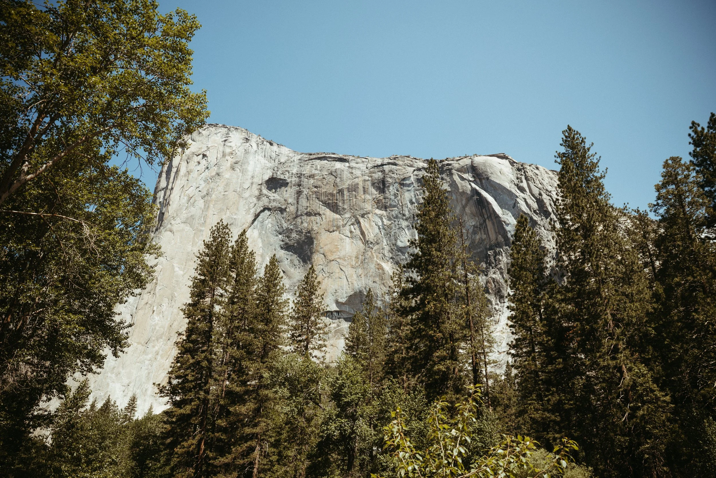 A large granite rock formation, Yosemite's El Capitan, surrounded by tall green pine trees, under a clear blue sky.
