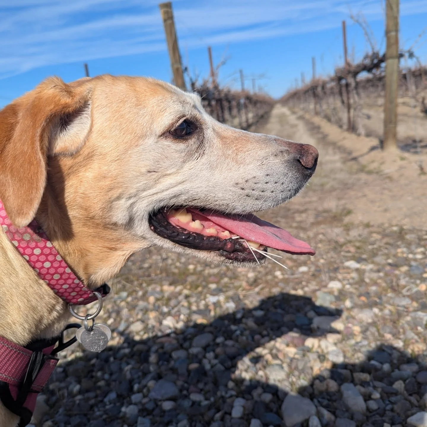 Daisy May got porcupined on our family walk in the vineyard today! She was more upset that mom wouldn't let her keep galavanting than the fact she had quills in her gums. This vineyard dog is tough! 
She is all good now. We got the quills pulled. Not