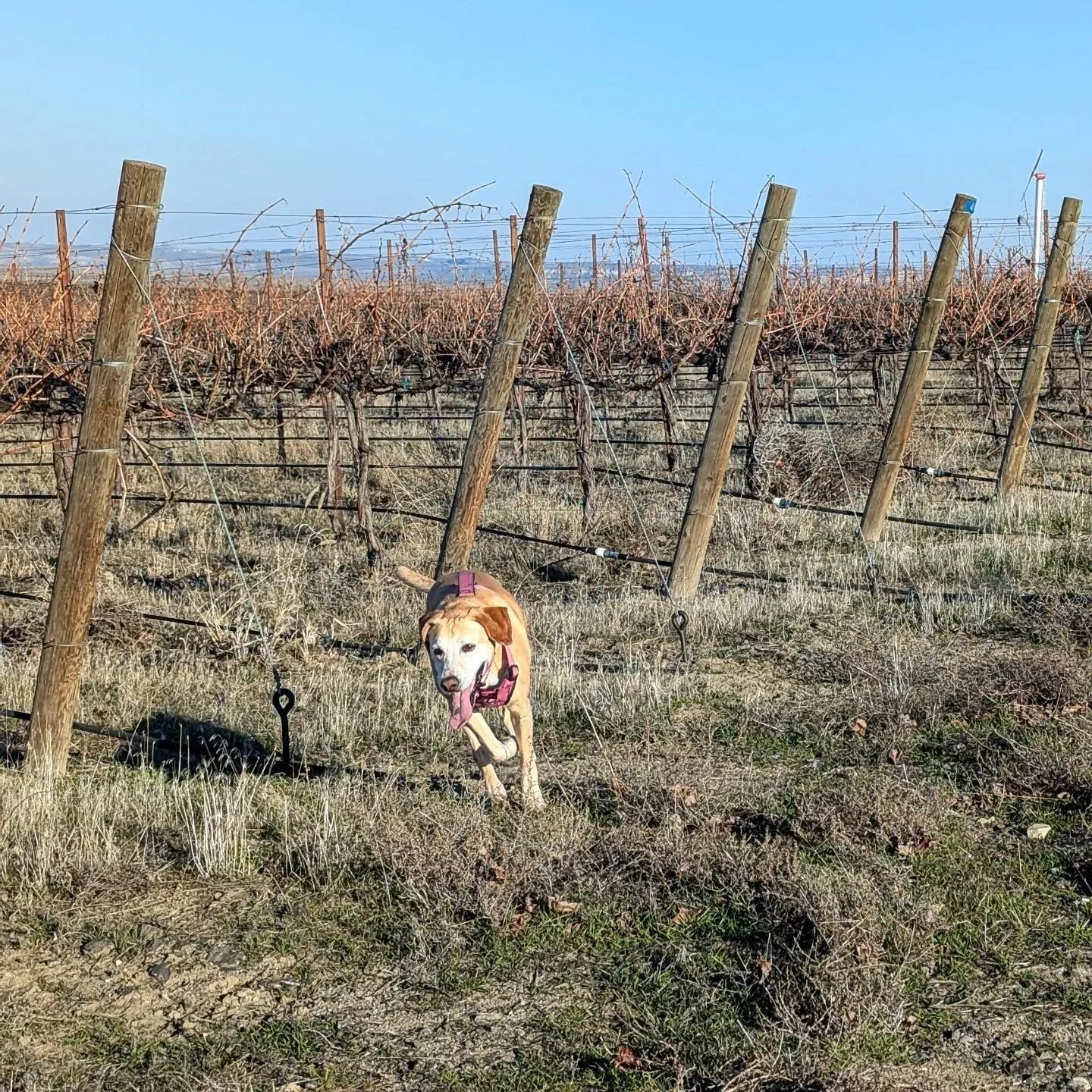 Just a vineyard dog doing vineyard things! Daisy loving life!

#vineyarddog #vineyard #winelife