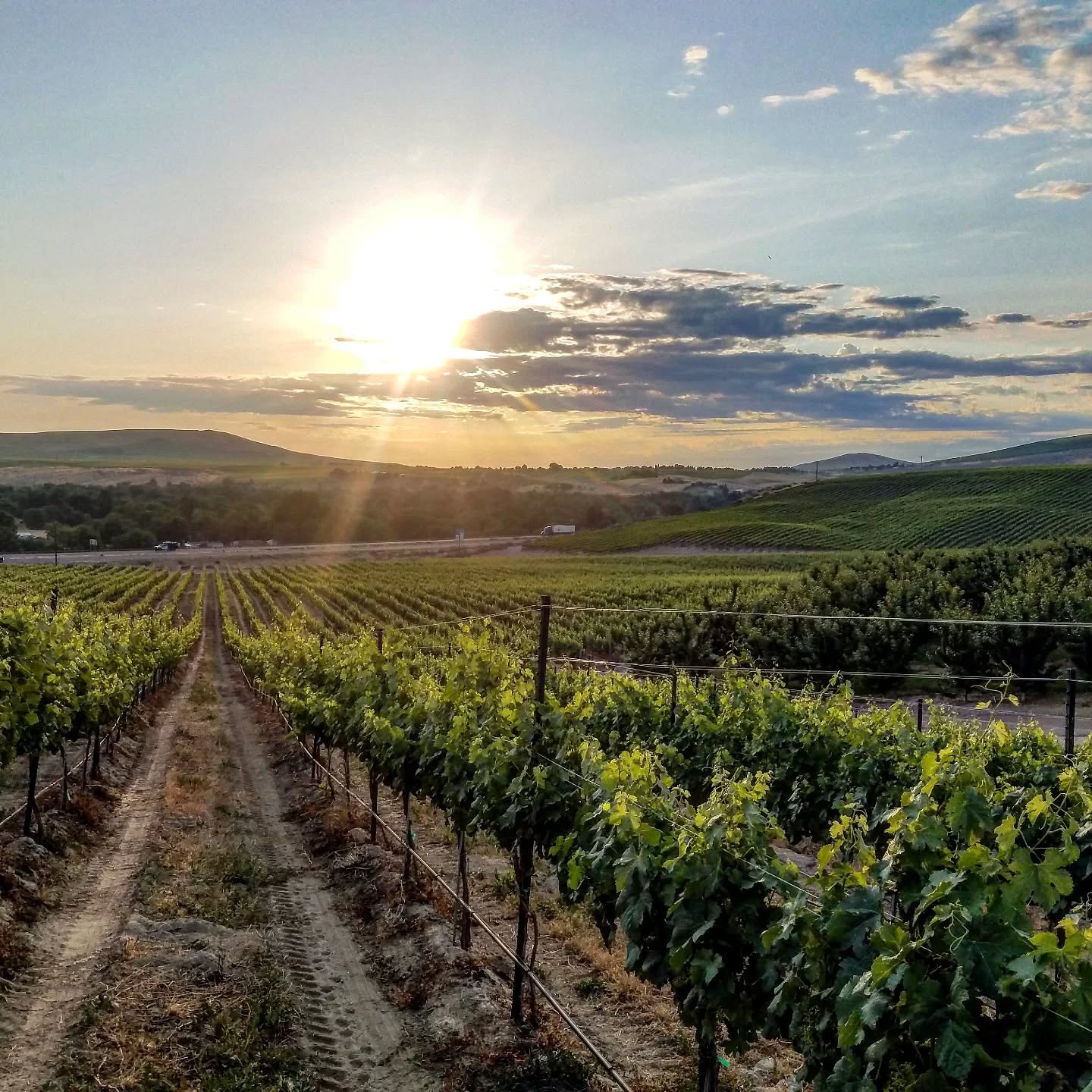Just a little vineyard 🍇 throwback to celebrate 🌎 Earth day! What do you do to celebrate? 

.

#earthday #vinesbeforewines #wawine #wine #vineyard