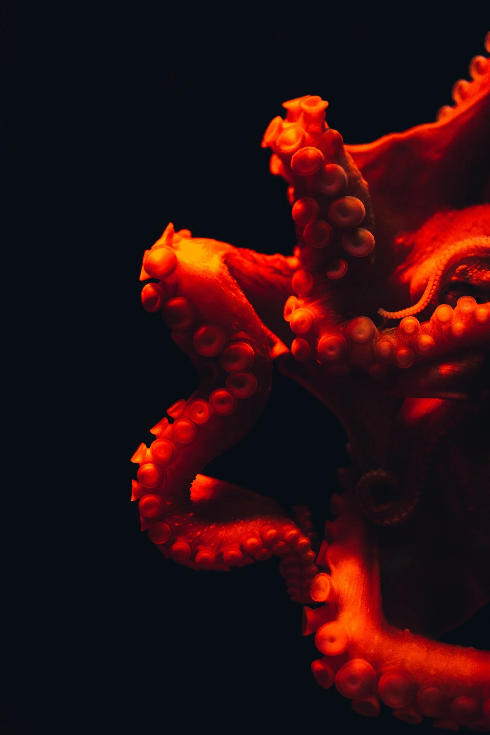 Close-up image of an octopus with vibrant orange-red color against a dark background.