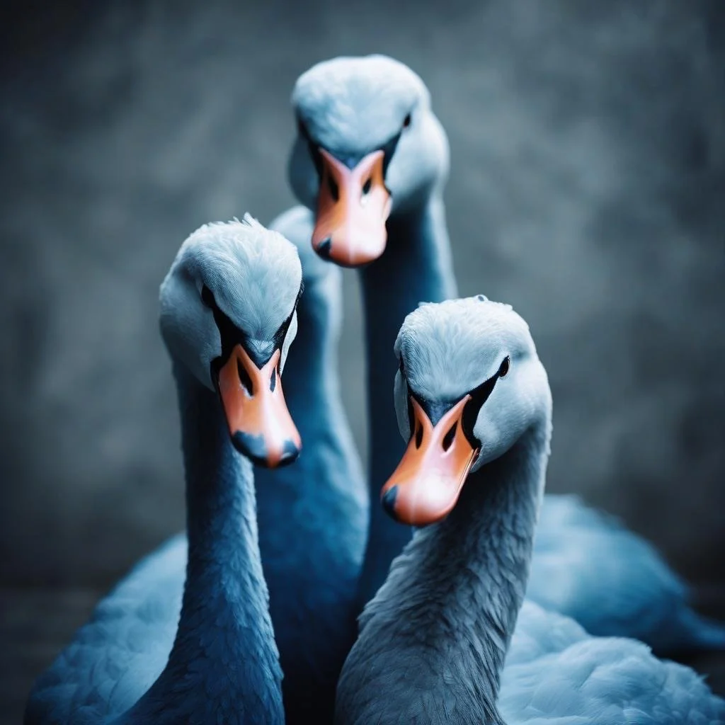 Three swans with white feathers and orange beaks facing forward, with a dark background.