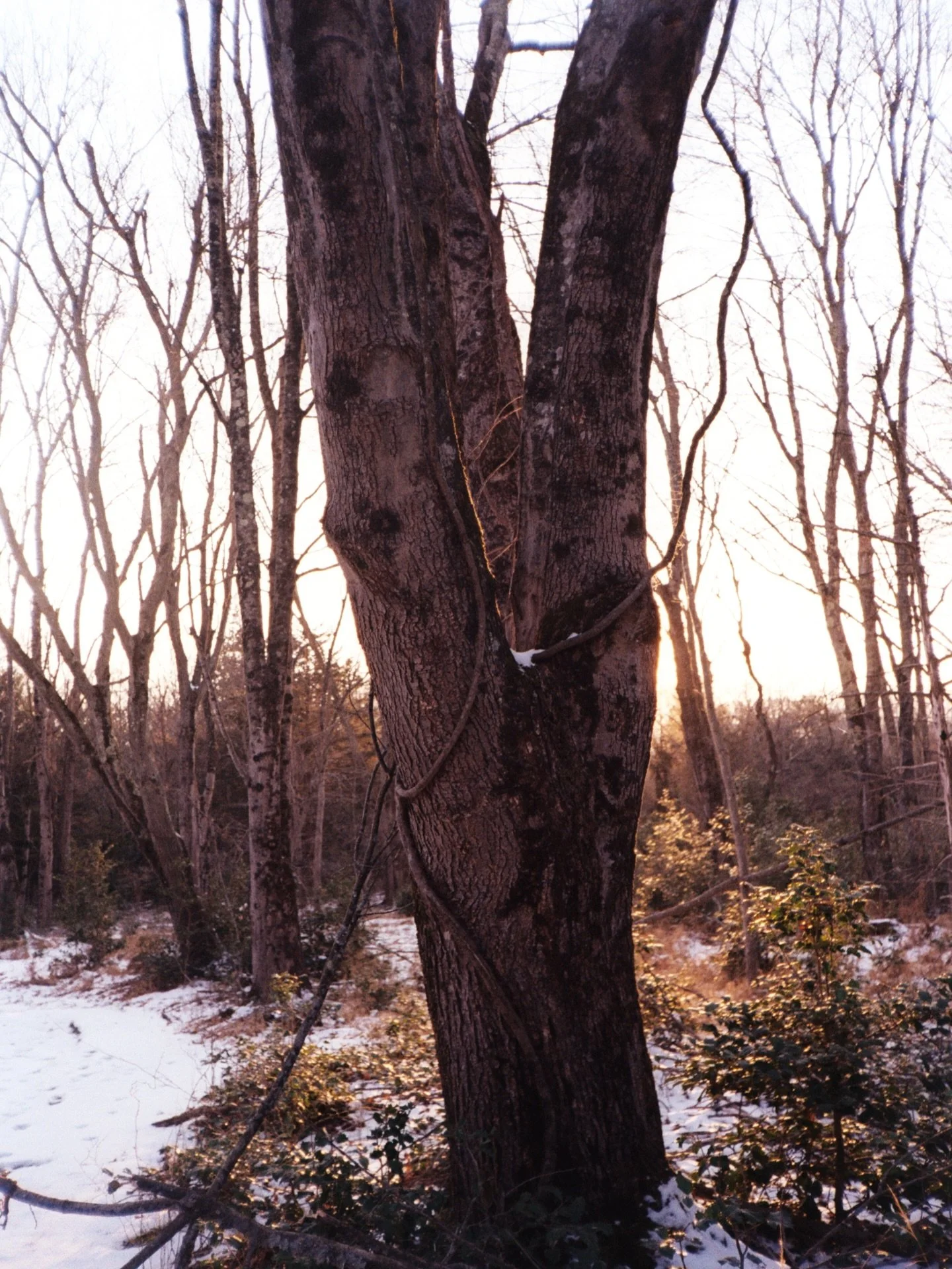 I&rsquo;m so bad at posting #onhere but hiiii our year end blog post is up! Some new updates coming in 2026, go read about it! Link in bioooo 📖
Photos by me :-)