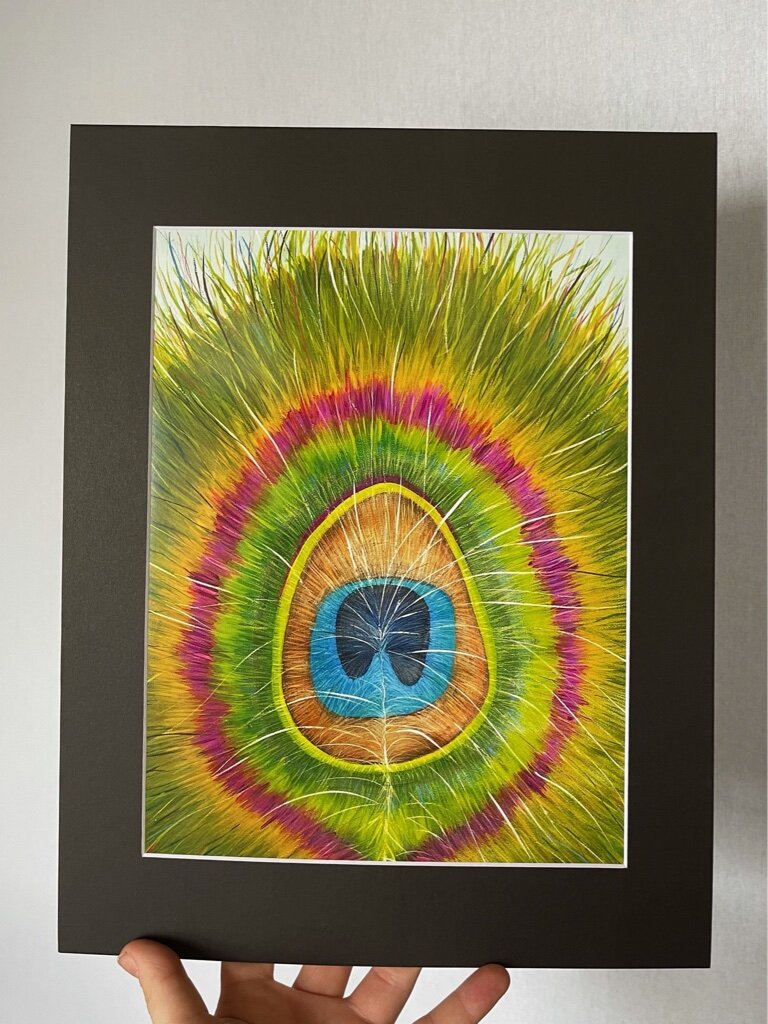 Peacock.JPG