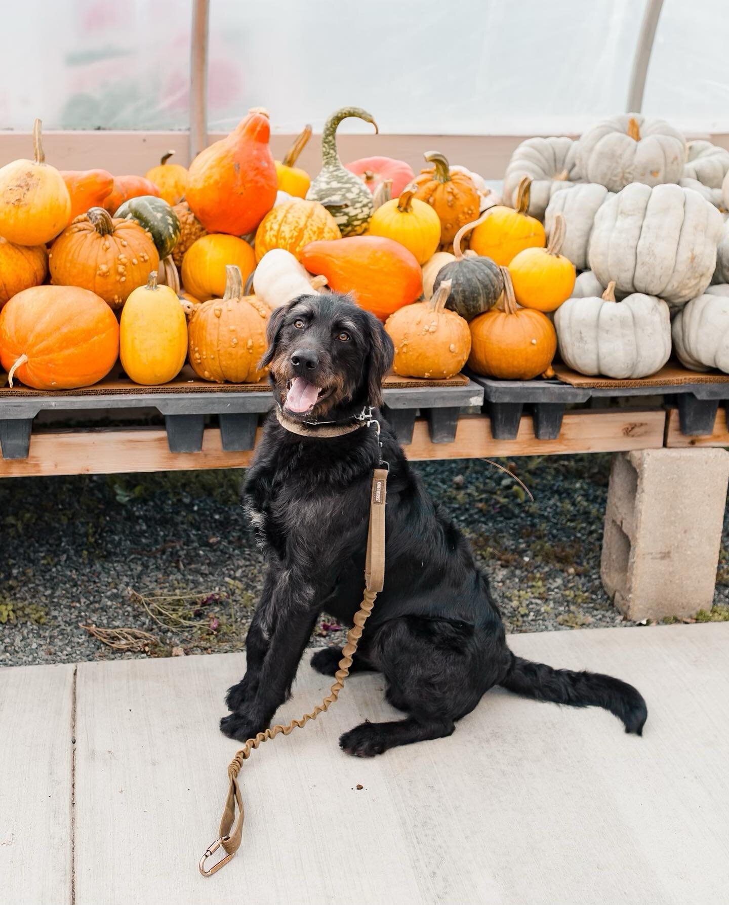Fresh Start&rsquo;s newest employee - the pumpkin lovin&rsquo; pup. 

Swipe to the end to see how Brick spends his paycheck 🥶 

#minimumwageforbrick
