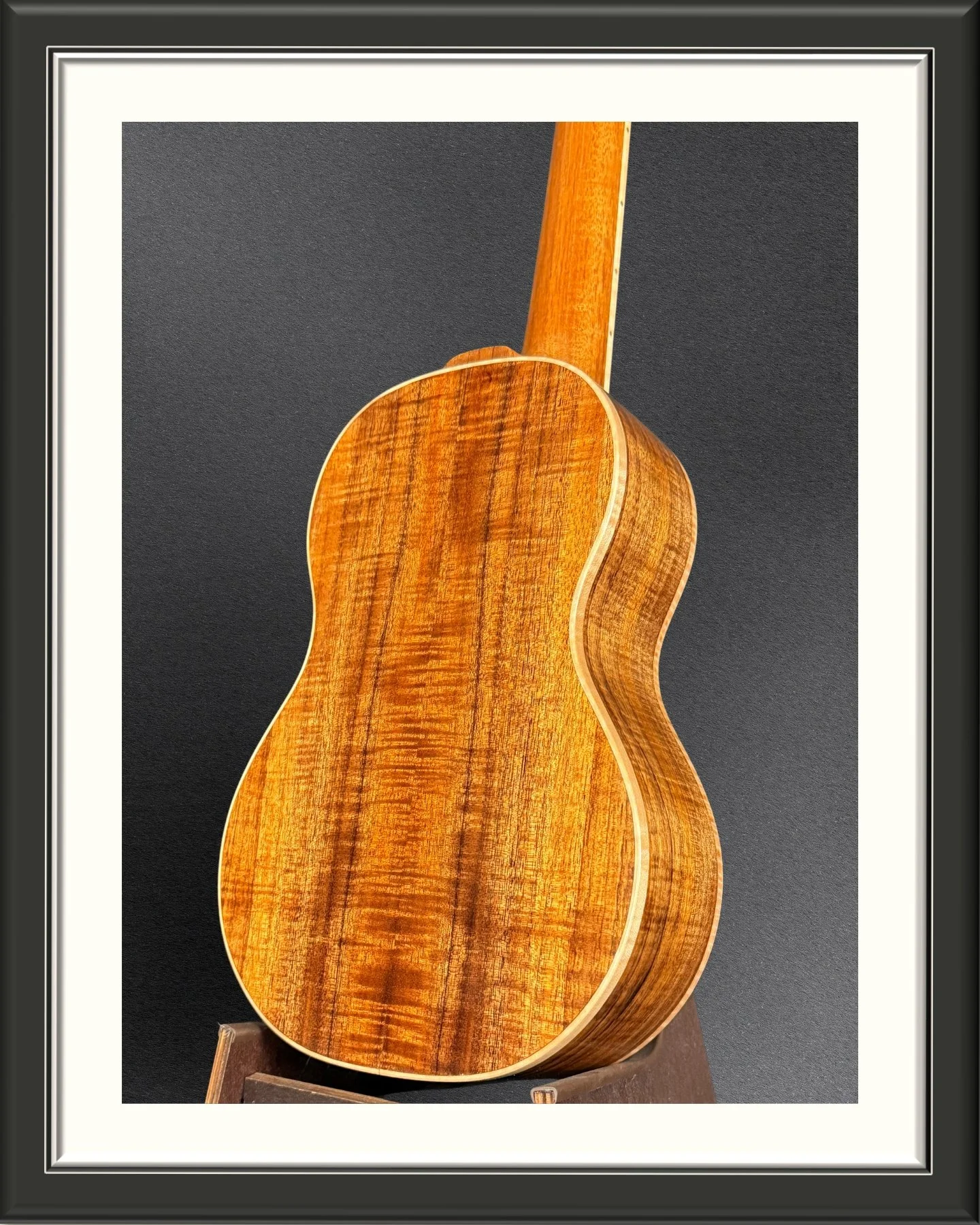Back of the body, facing left, of a concert ukulele in Hawaiian Koa