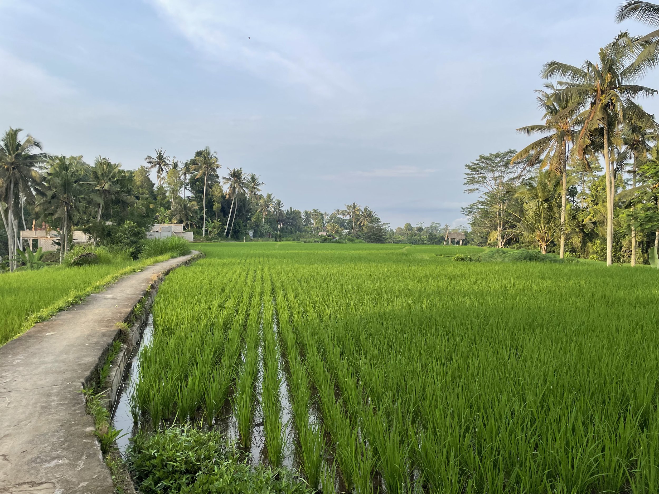 rice field.jpg