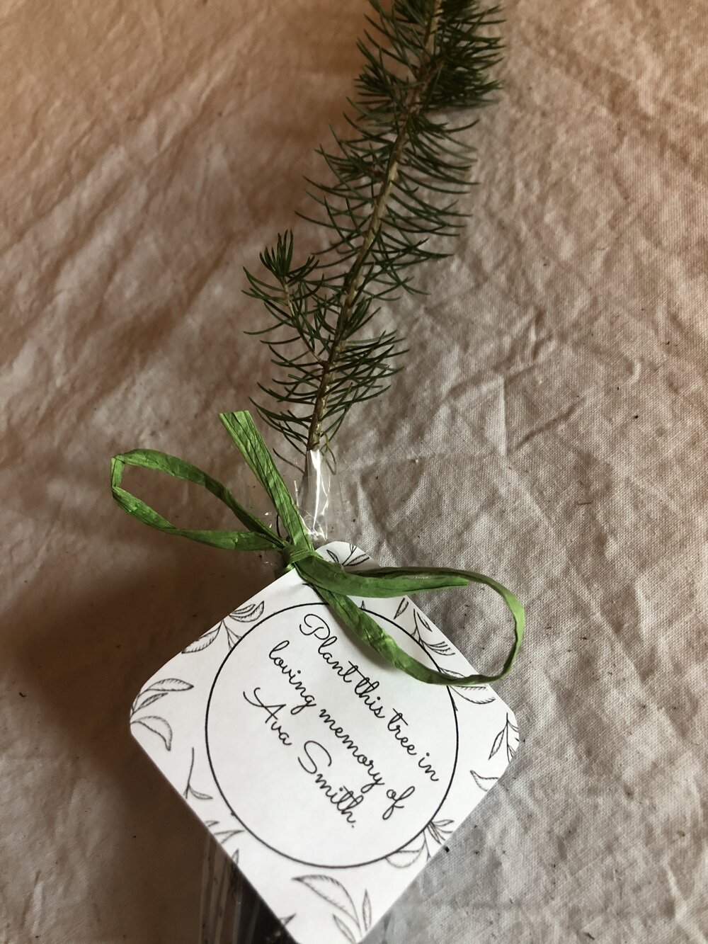 Tree Seedling with Personalized tag tied with Raffia Ribbon — Windy  Mountain Farm