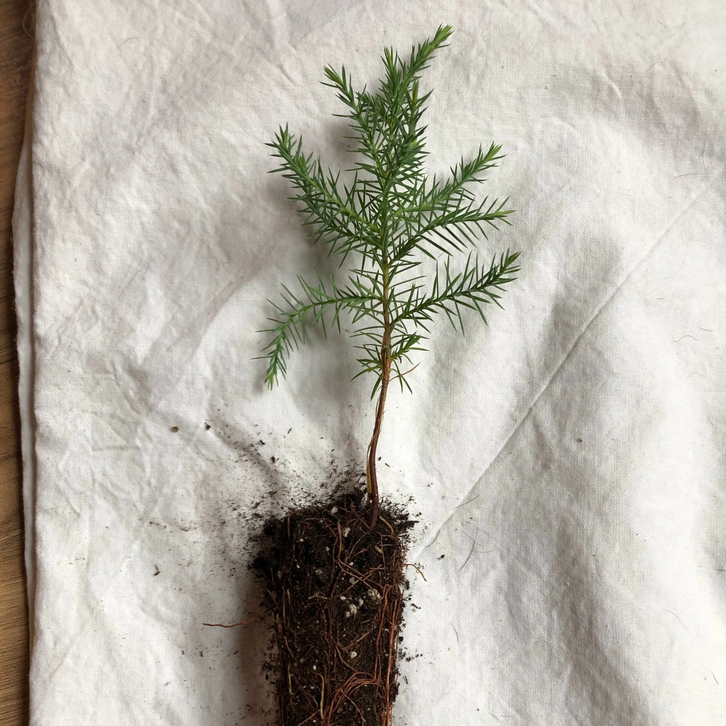 Eastern Red Cedar Tree Seedling Plug