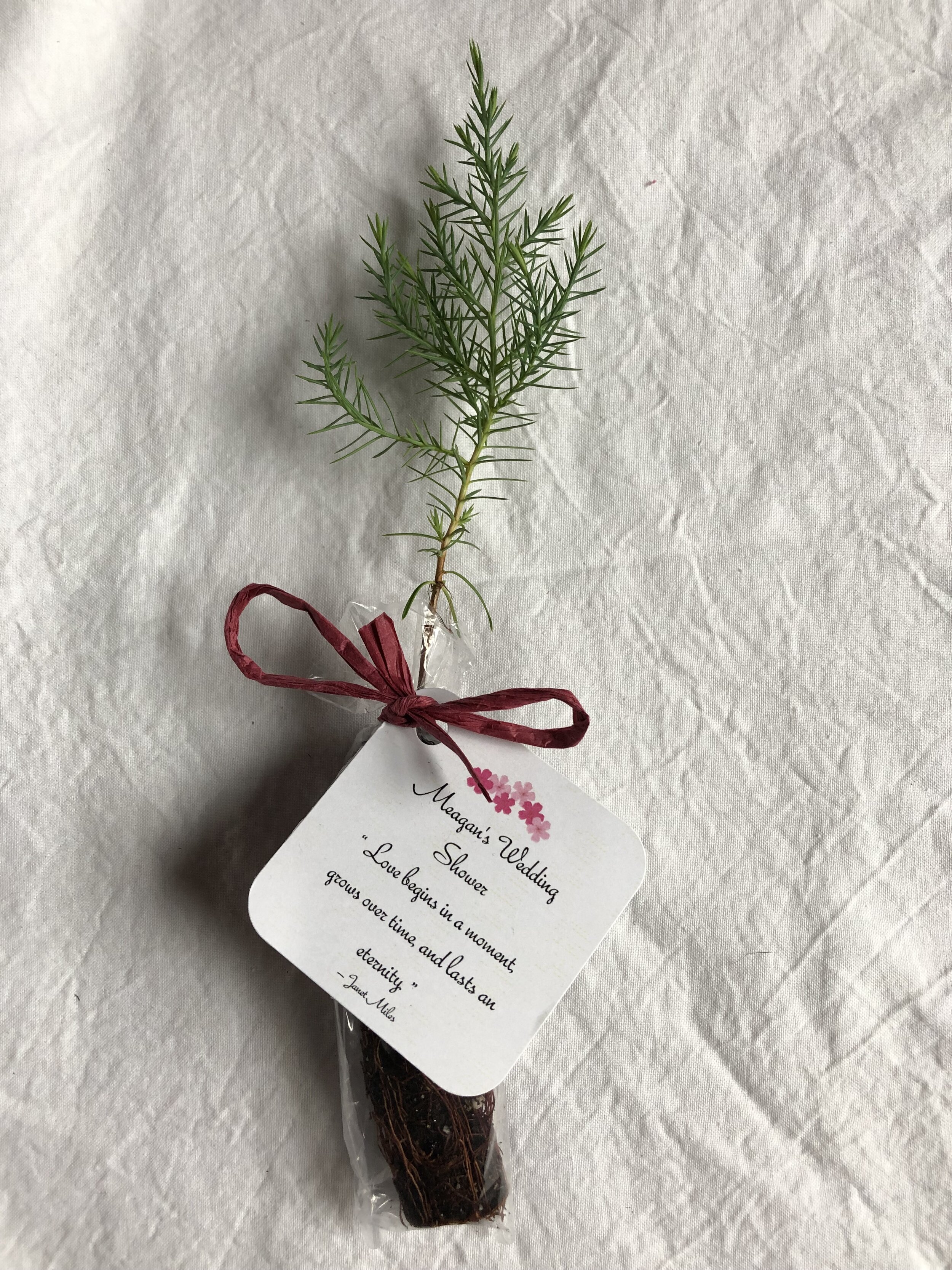 Tree Seedling with Personalized tag tied with Raffia Ribbon