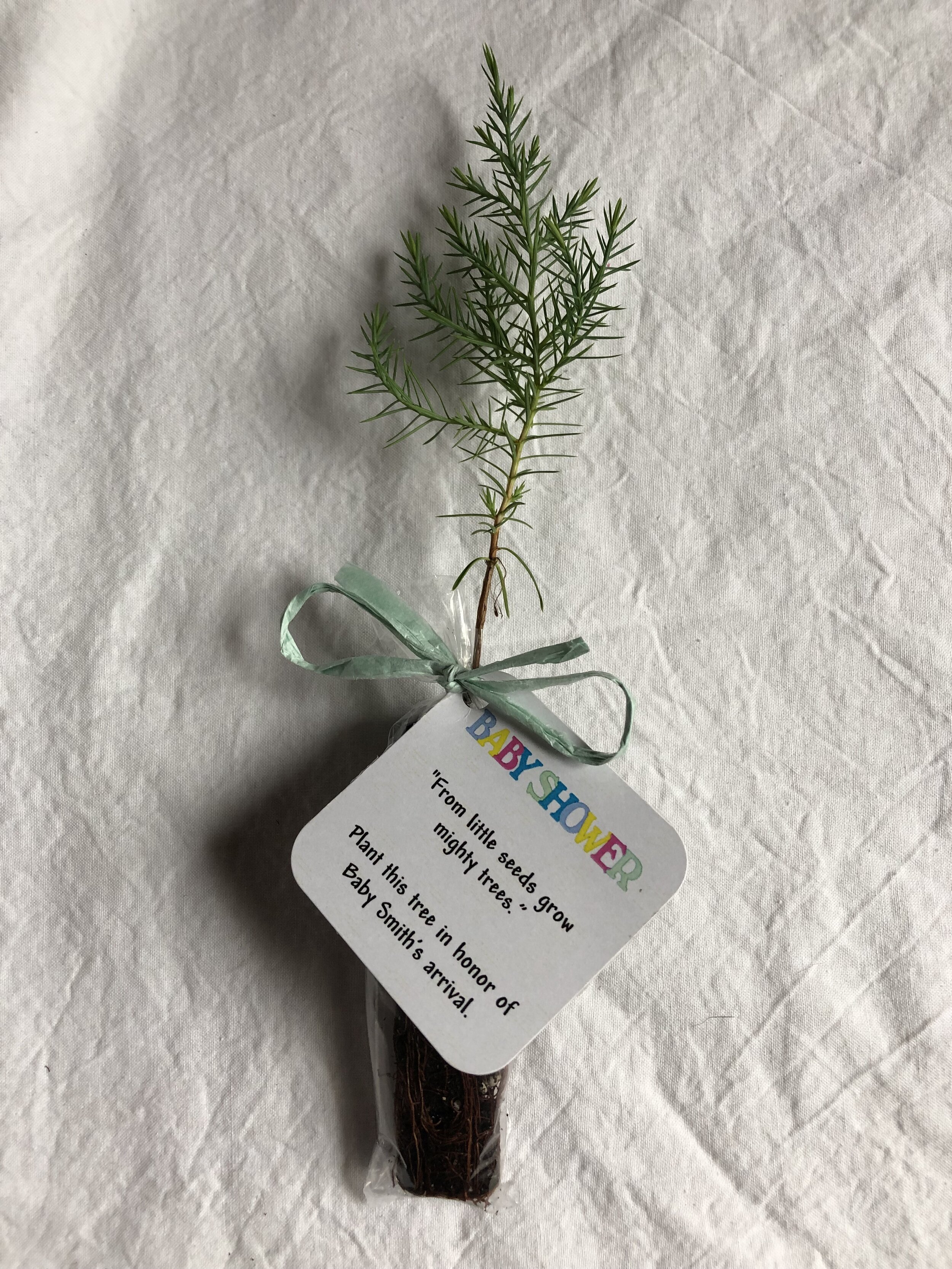 Tree Seedling with Personalized tag tied with Raffia Ribbon