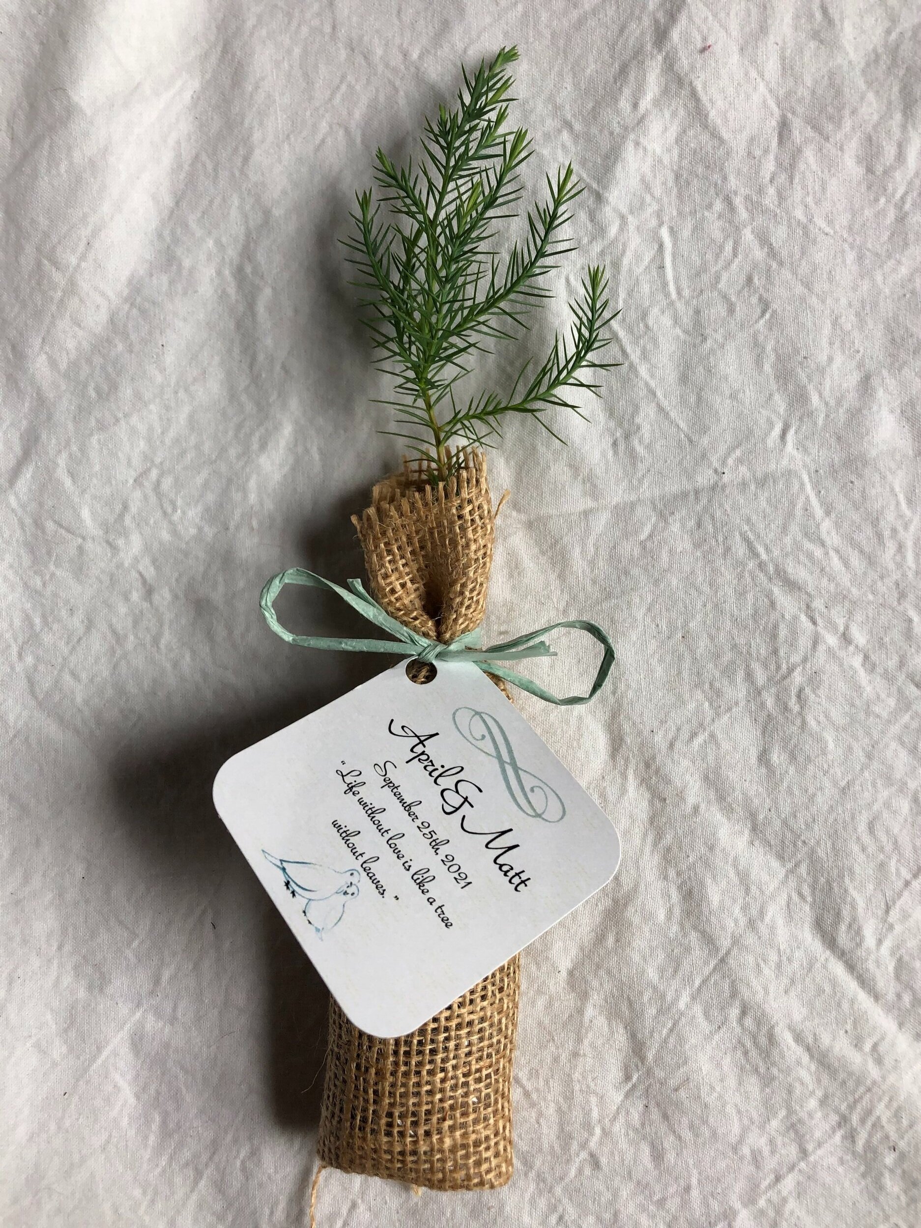 Eastern Red Cedar Seedling Tree Plug wrapped in Burlap with Personalized Tag and Raffia Bow Mint Blue