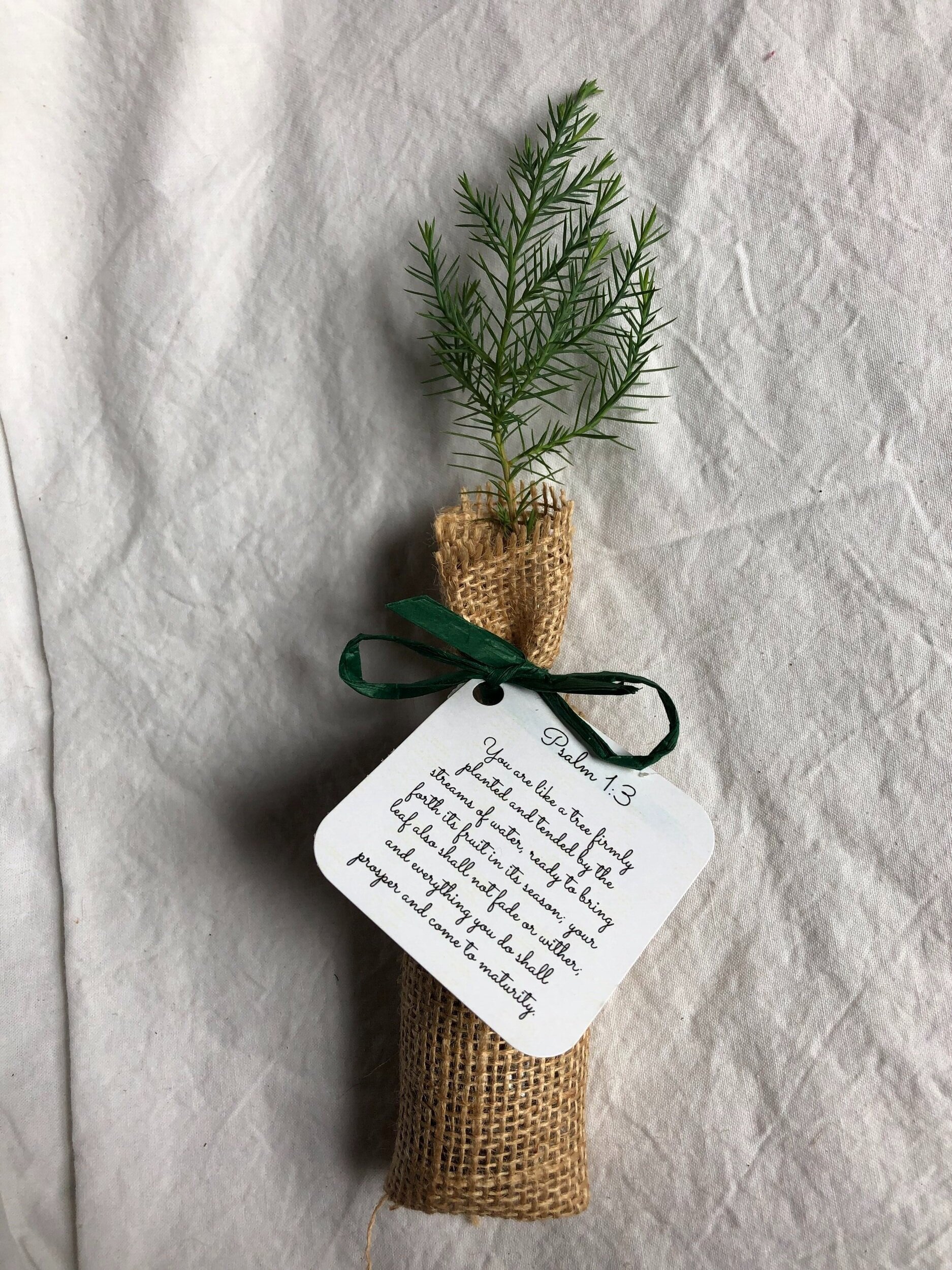 Eastern Red Cedar Seedling Tree Plug wrapped in Burlap with Personalized Tag and Raffia Bow Hunter Green