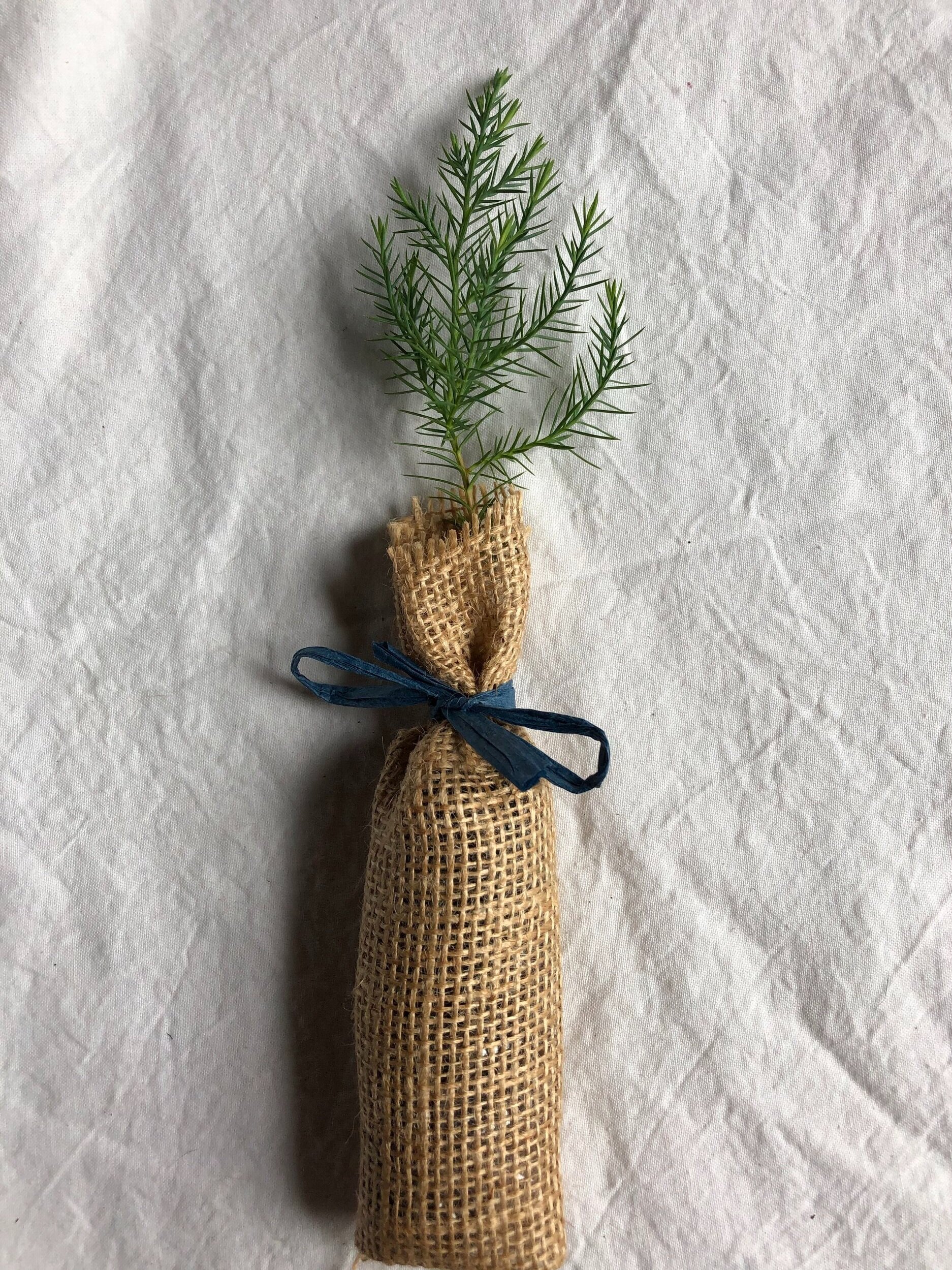 Eastern Red Cedar Seedling Tree Plug wrapped in Burlap with Raffia Bow Navy Blue