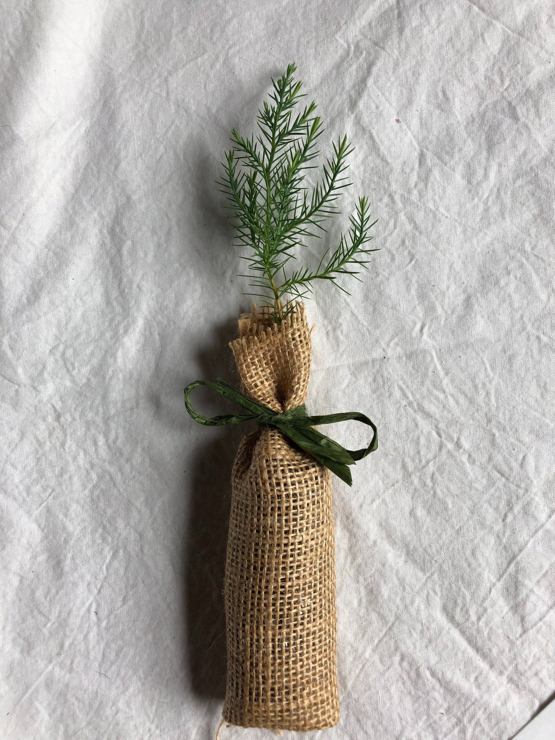 Eastern Red Cedar Seedling Tree Plug wrapped in Burlap with Raffia Bow Olive Green