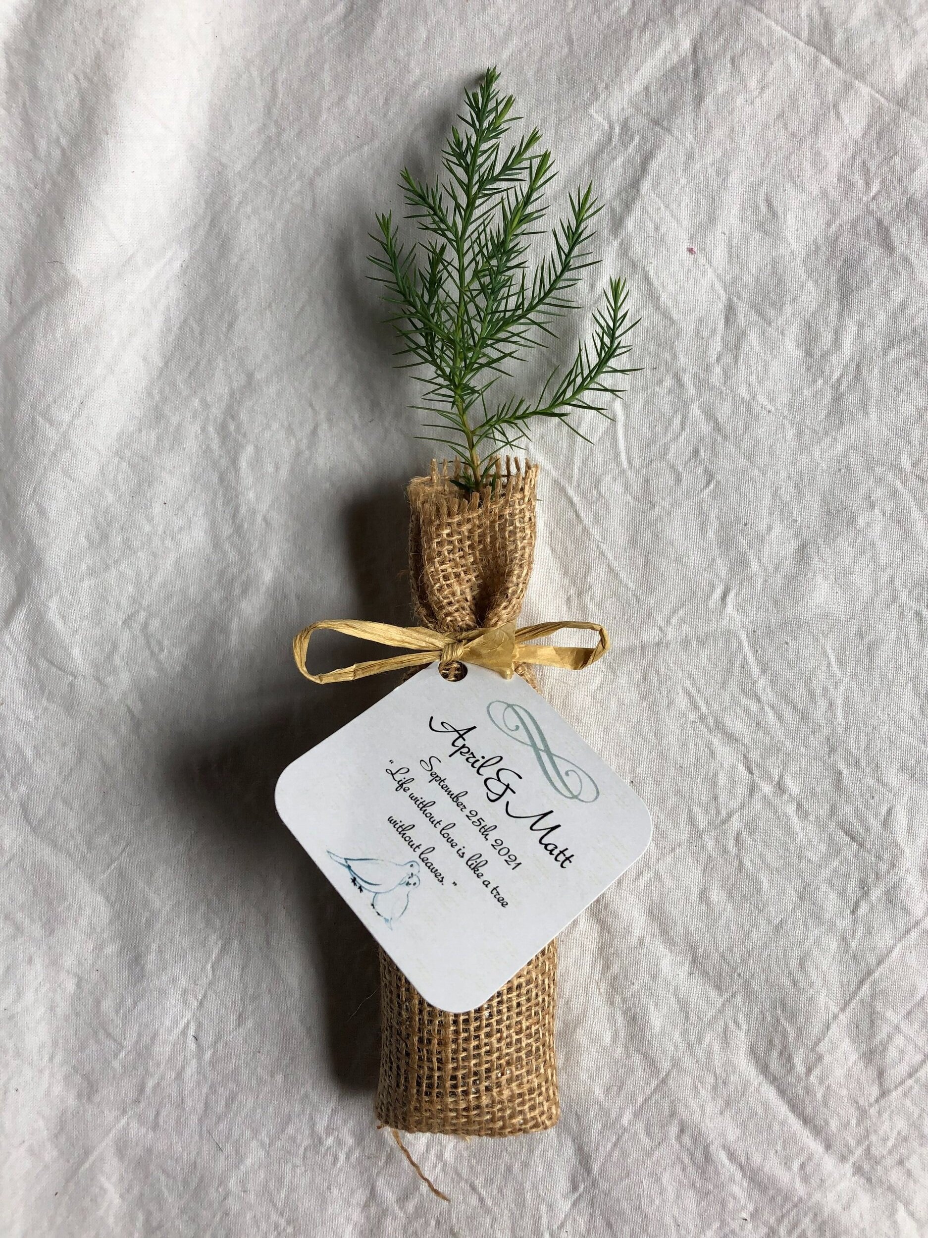 Eastern Red Cedar Seedling Tree Plug wrapped in Burlap with Personalized Tag and Raffia Bow Oatmeal