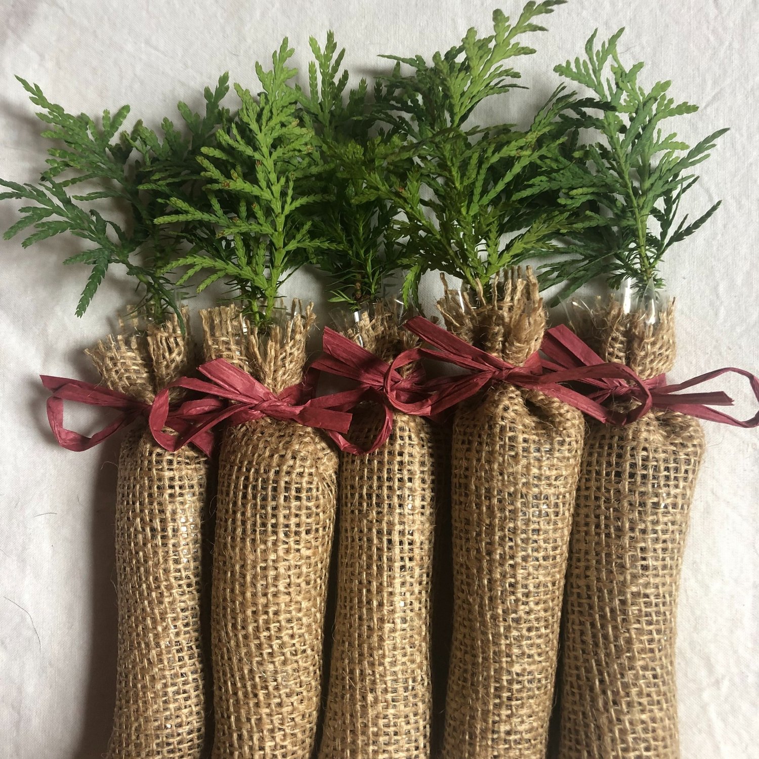 Trees Wrapped In Burlap – Tips On Planting A Balled And Burlapped Tree
