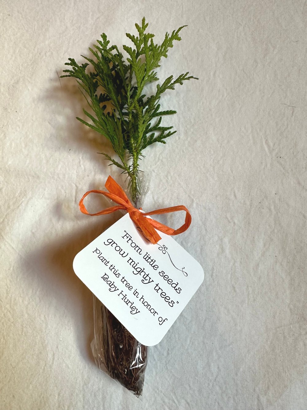 Tree Seedling with Personalized tag tied with Raffia Ribbon — Windy  Mountain Farm