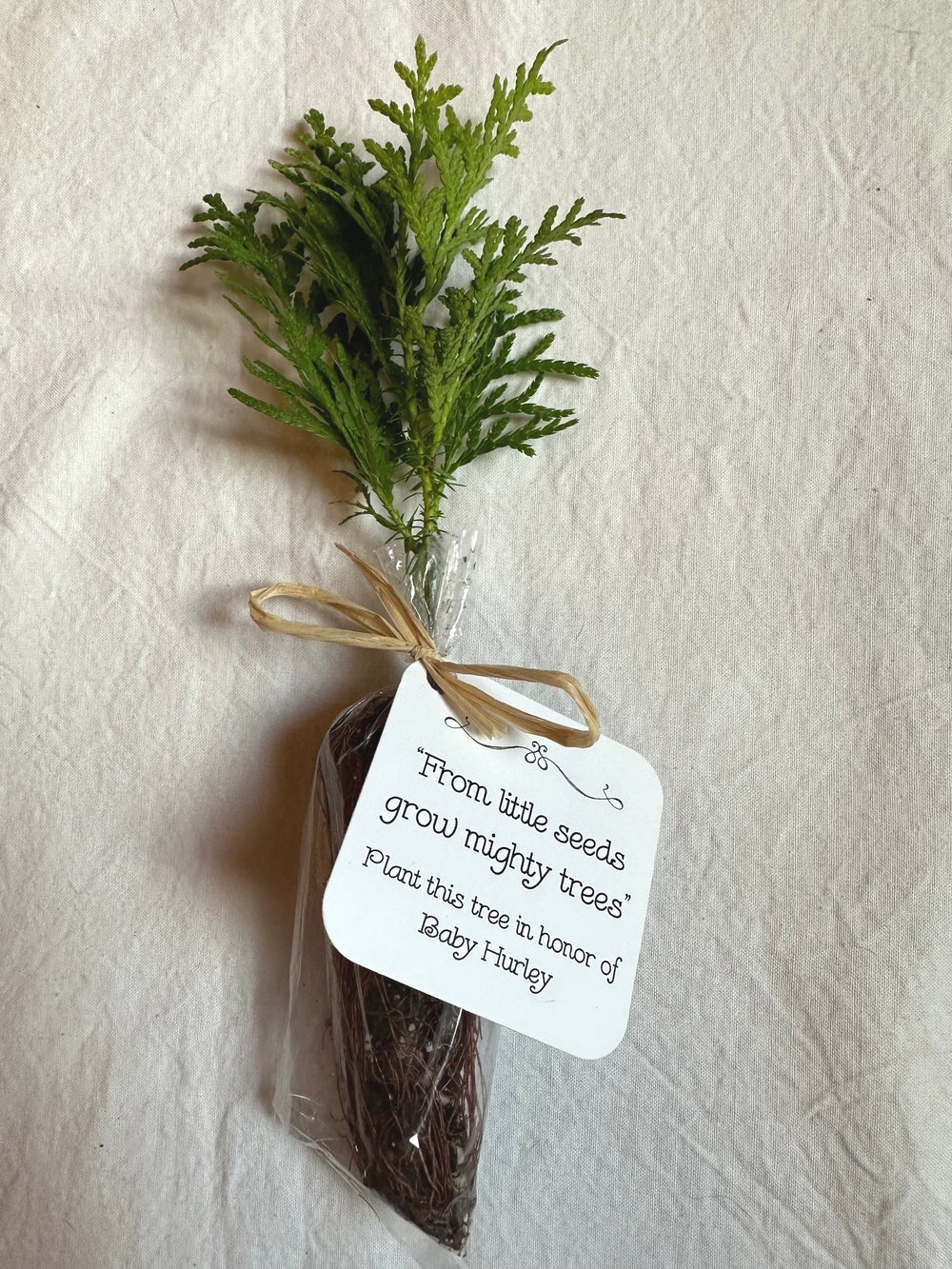 Tree Seedling with Personalized tag tied with Raffia Ribbon — Windy  Mountain Farm