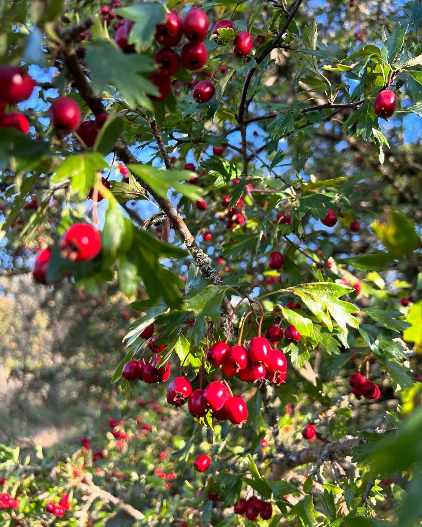 Hawthorn Heart Consciousness 🔺❤️&zwj;🩹🔻

&ldquo;We are collectively tilling the soil of the soul.
to nourish, feed and regenerate 
all that we are 
all that we have been 
into the next stages
of transformation&rdquo; 
-K.C , founder of Sacred Spro