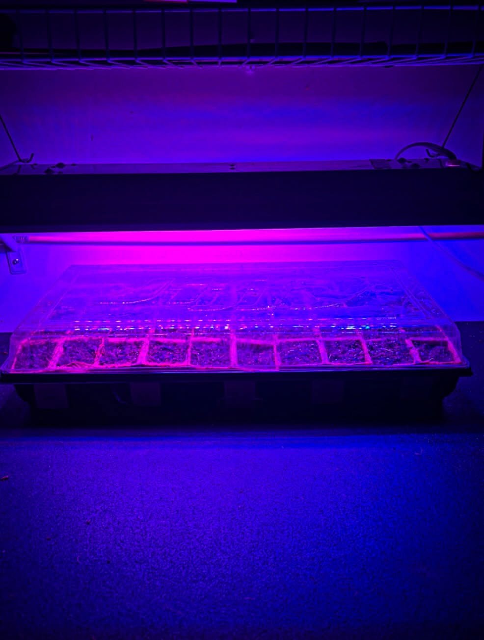 Planting seeds under the New Moon 🌑 

&bull;spu&rsquo;num (seed, something planted) 
&bull;pu&rsquo;num (to plant, sow) (Hul&rsquo;q&rsquo;umi&rsquo;num) 

🌱Seeds of sacred defiance 
🌱Seeds of resistance 
🌱Seeds of revitalization 
🌱Seeds for our