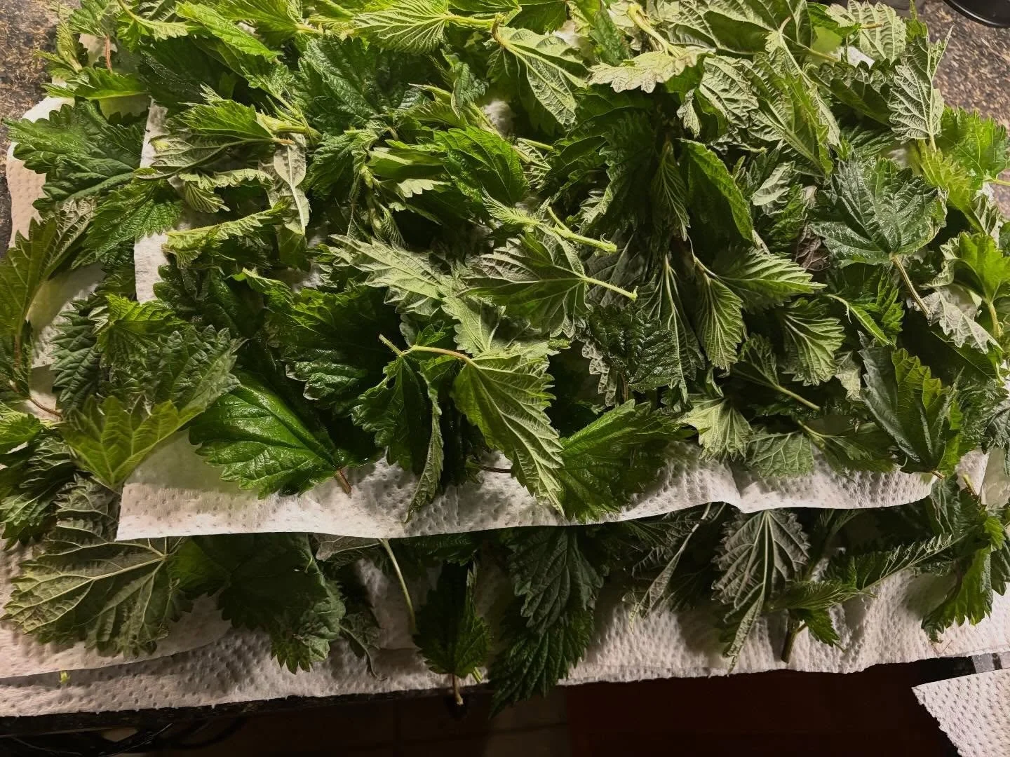 There&rsquo;s a certain felt sense of ancestral joy and security when you have a counter full of Fresh Spring Nettles. 

I think about the women and the people in my line that dried them for tea, soup and medicine hundreds of years ago just as I&rsqu