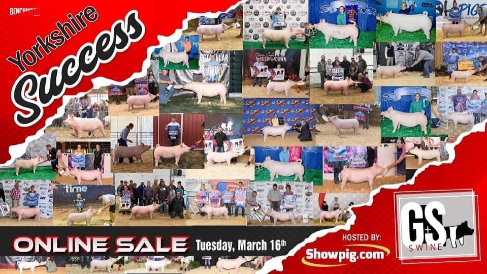 G&amp;S Swine has done it again!

Produced champions from coast to coast and is recognizing all the incredible youth showing their Yorskshires! 

Wait until we share the next project we are working on for them... one of our most extensive to date! 

