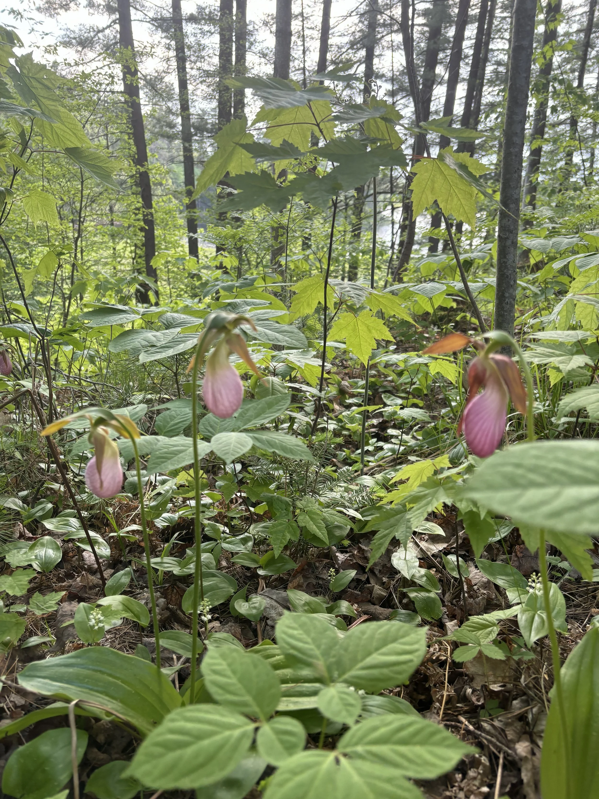 Pink flowers blooming in a lush, green forest with tall trees and dense foliage.