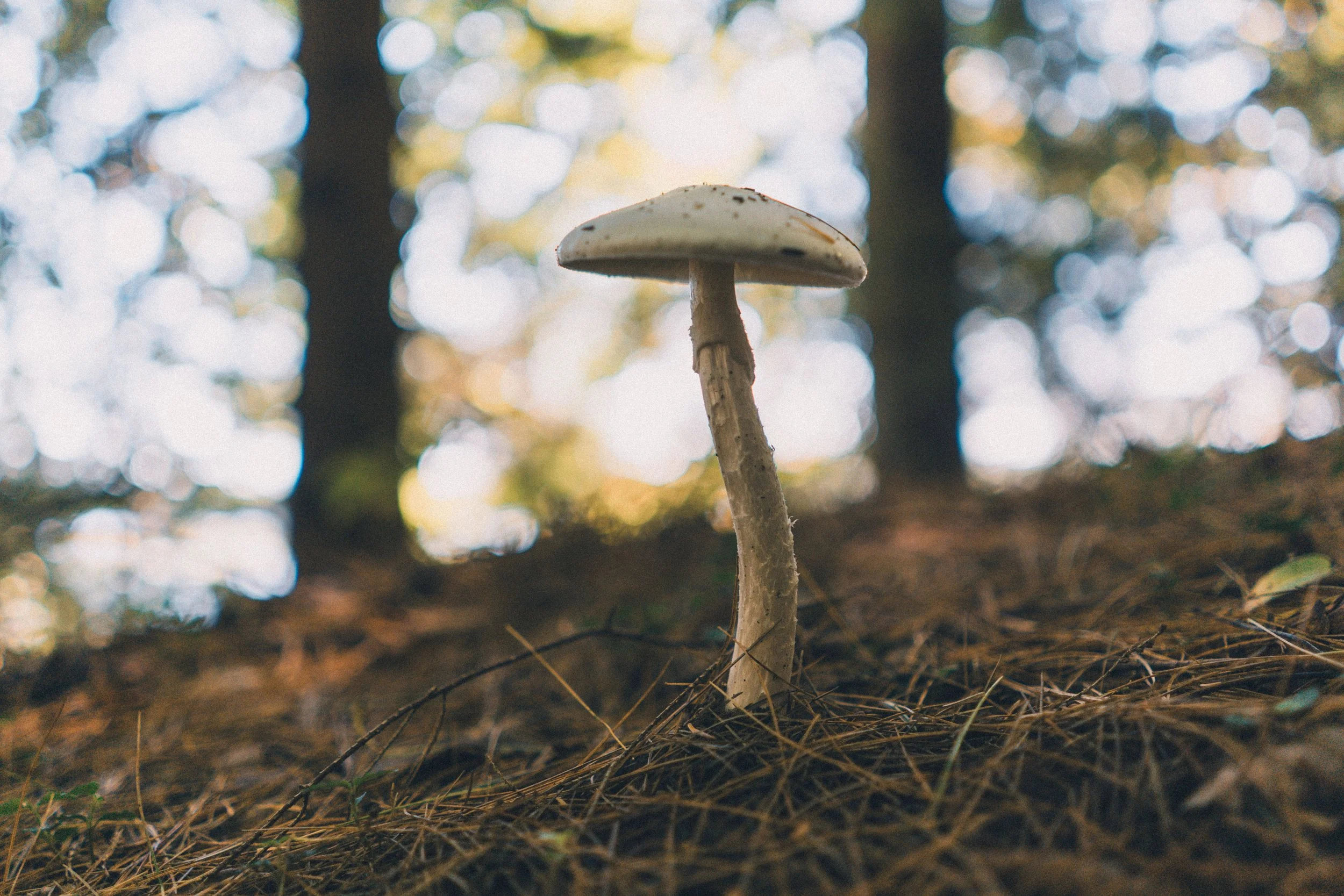 A single mushroom growing on forest floor with pine needles and leaves, tall trees in the background, and bokeh lights