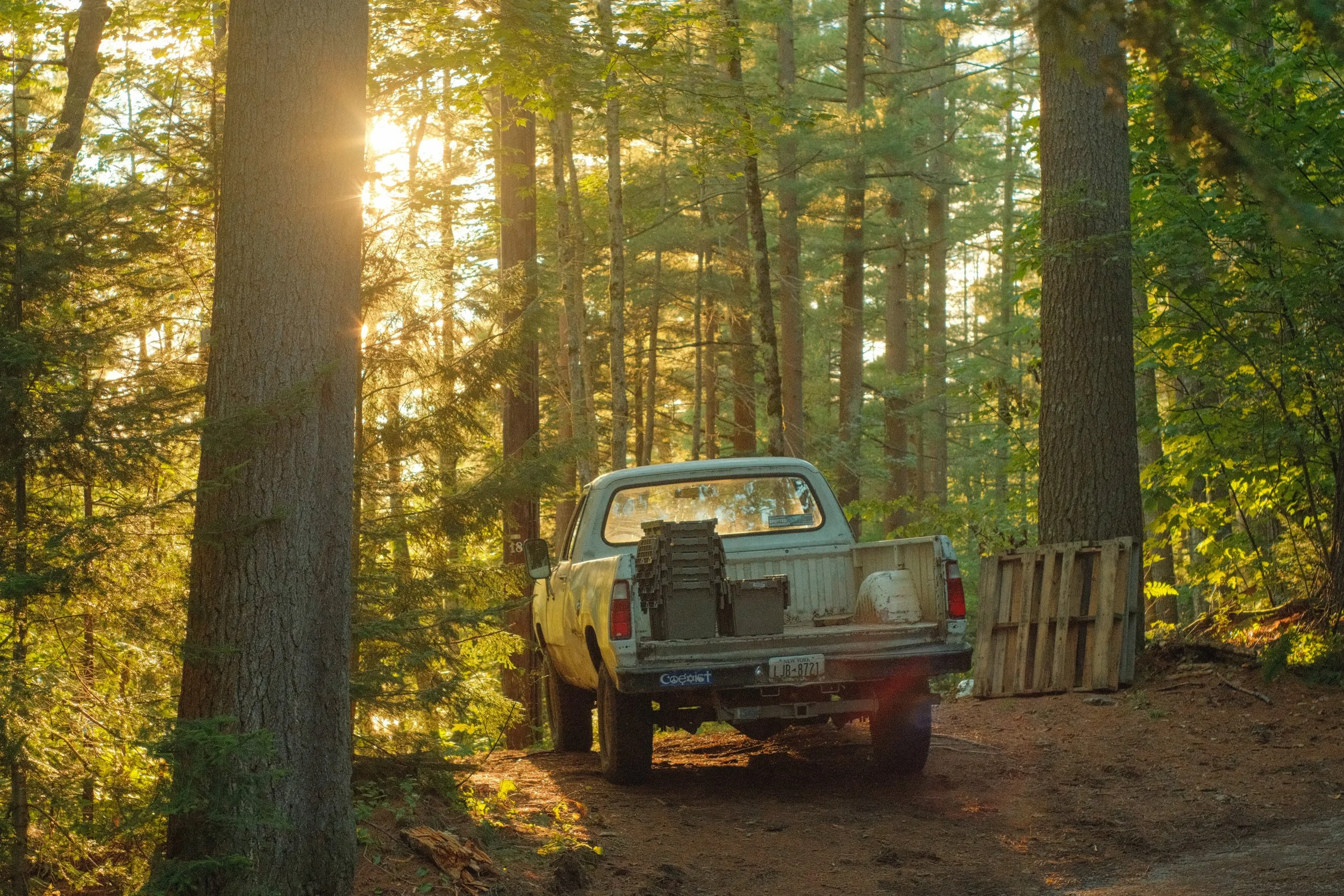 A white pickup truck parked on a dirt forest trail surrounded by tall trees and sunlight filtering through the leaves.